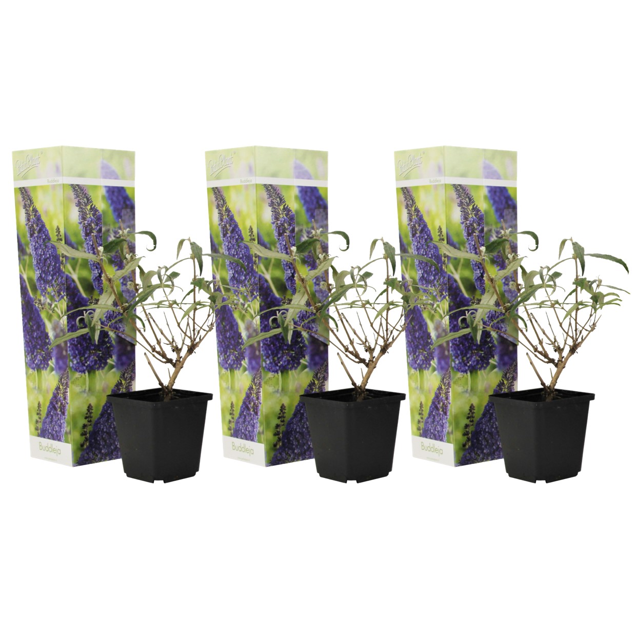 Vlinderstruik - Set van 3 - Buddleja'Nanho Blue'- Hoogte 25-40cm -⌀9cm afbeelding