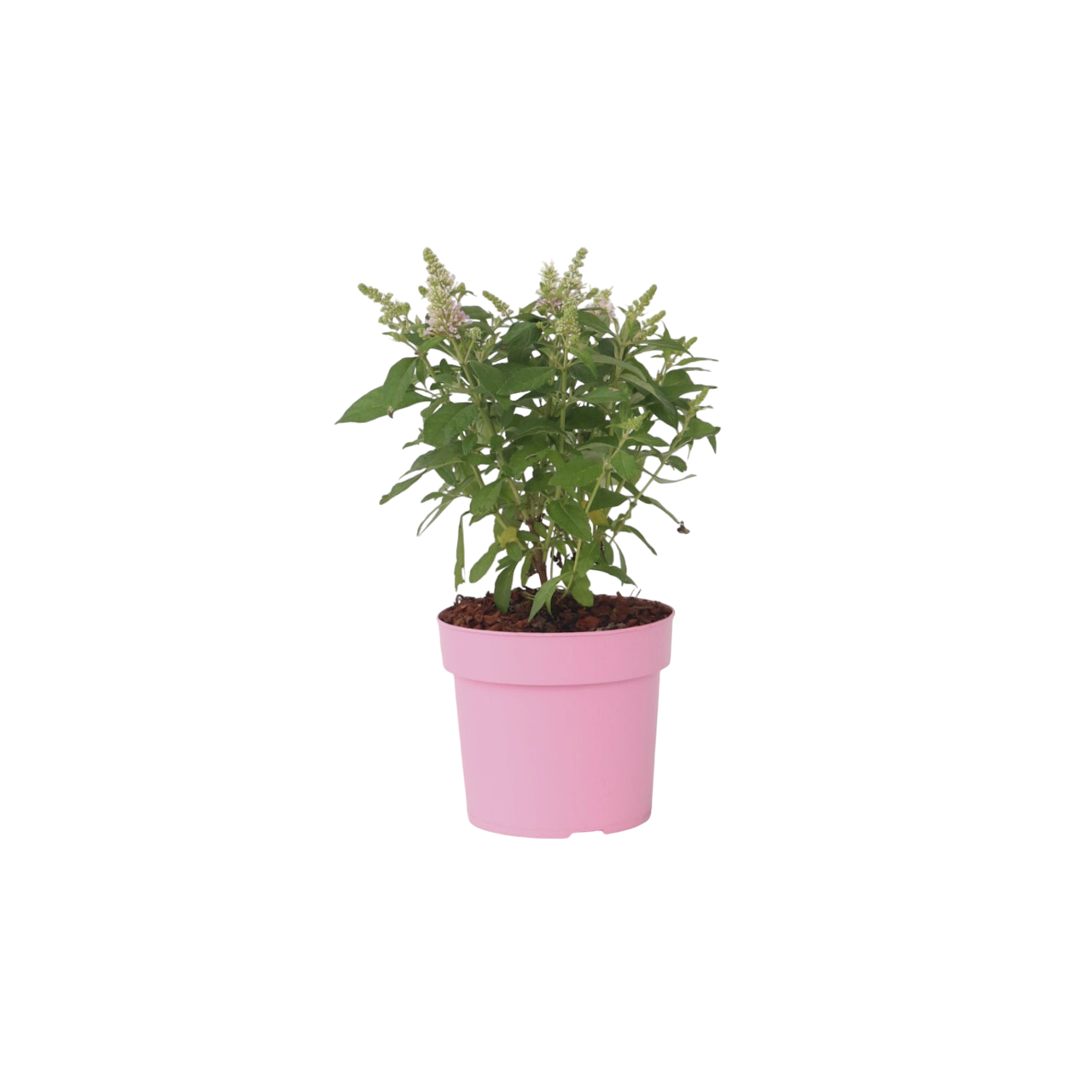 Vlinderstruik - Buddleja davidii'Candy'- Hoogte 30-40cm -⌀19cm afbeelding
