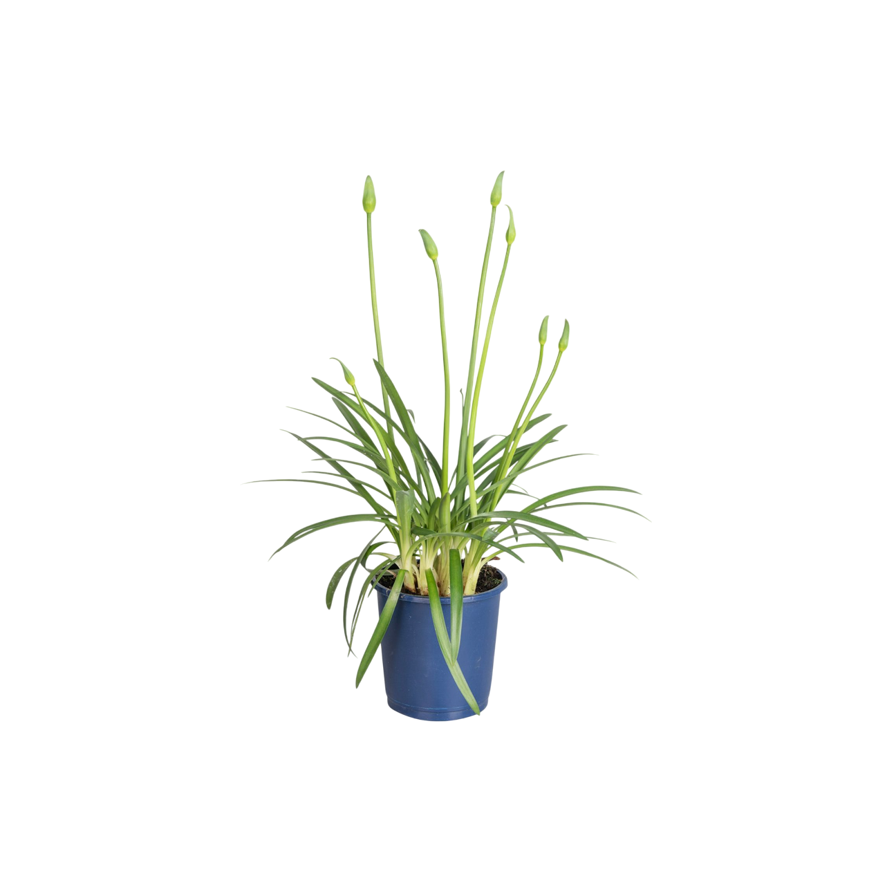 Kaapse Lelie - Agapanthus'Superb White'- Hoogte 30-45cm -⌀14cm afbeelding
