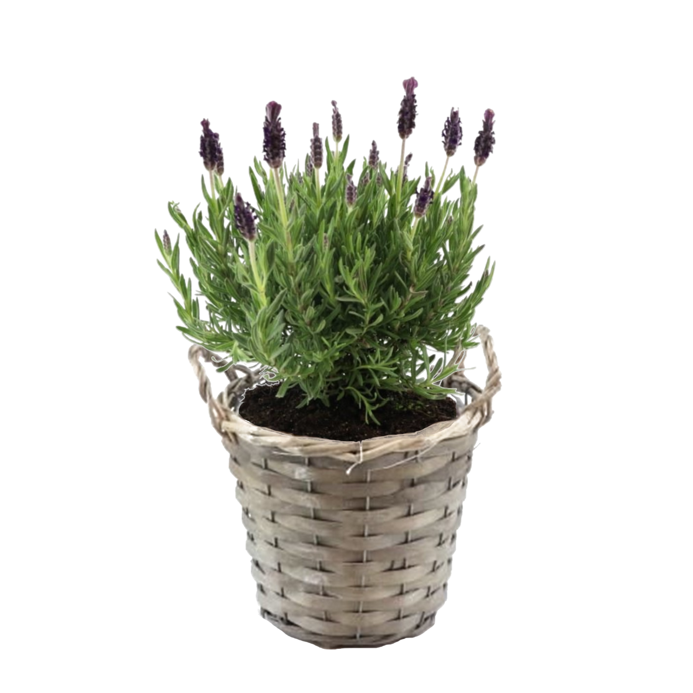 Lavendelstruik - Lavandula stoechas'Anouk'- Hoogte 25-35cm -⌀15cm afbeelding