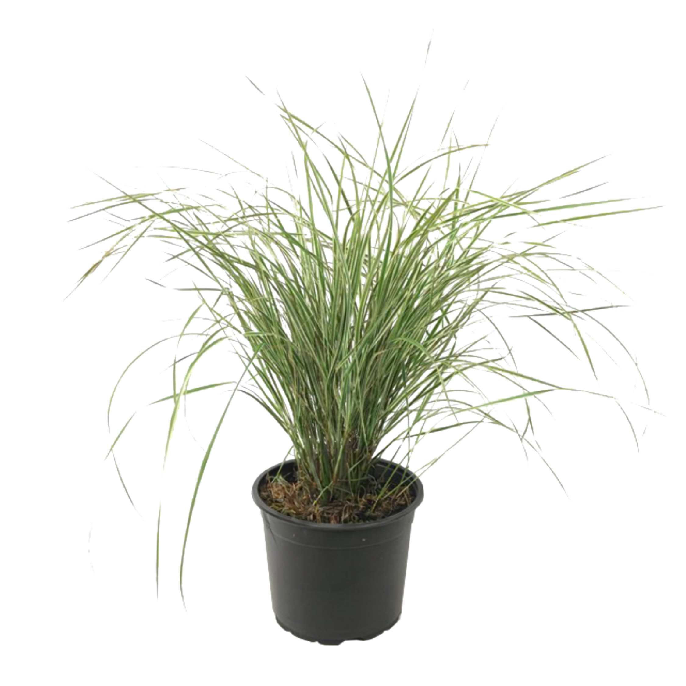 Bont struisriet - Calamagrostis acutiflora x'Overdam'- Hoogte 20-30cm -⌀23cm afbeelding