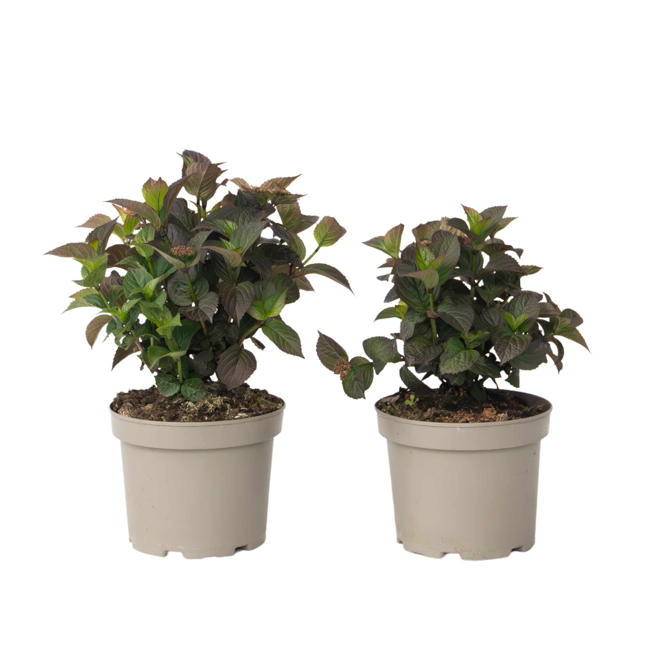 Hortensia - Set van 2 - Hydrangea serrata'Dare Devil'- Hoogte 19cm afbeelding