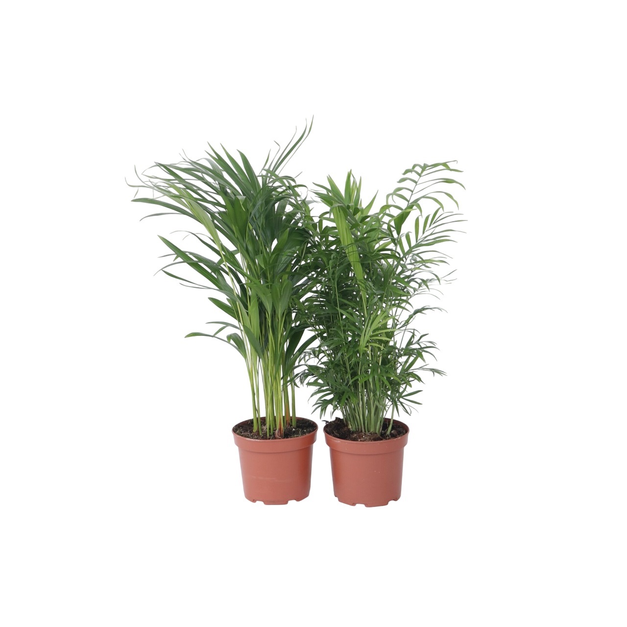 Kamerpalmenset - Set van 2 - Chamaedorea, Dypsis - Hoogte 50-70cm -⌀17cm afbeelding