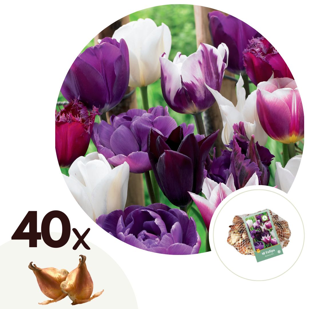 Tulpenbollen - Set van 40 - Tulipa'Blueberry'- Bloembollen - Paars afbeelding