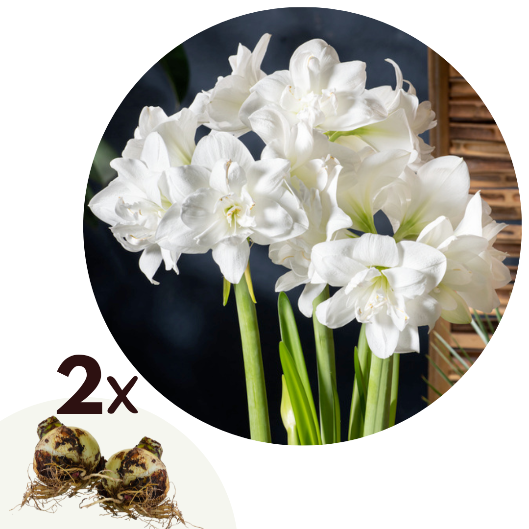 Amaryllis - Set van 2 - Hippeastrum - Bloembol - Wit afbeelding