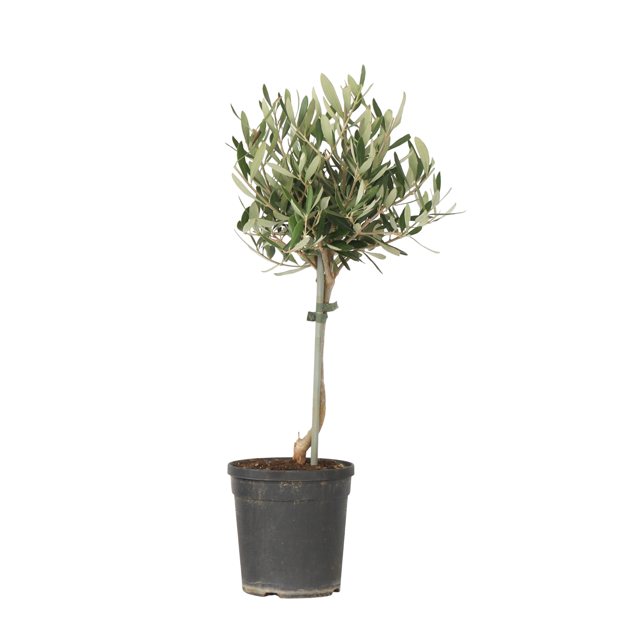 Olijfboom - Olea europaea - Hoogte 45-55cm -⌀14cm afbeelding