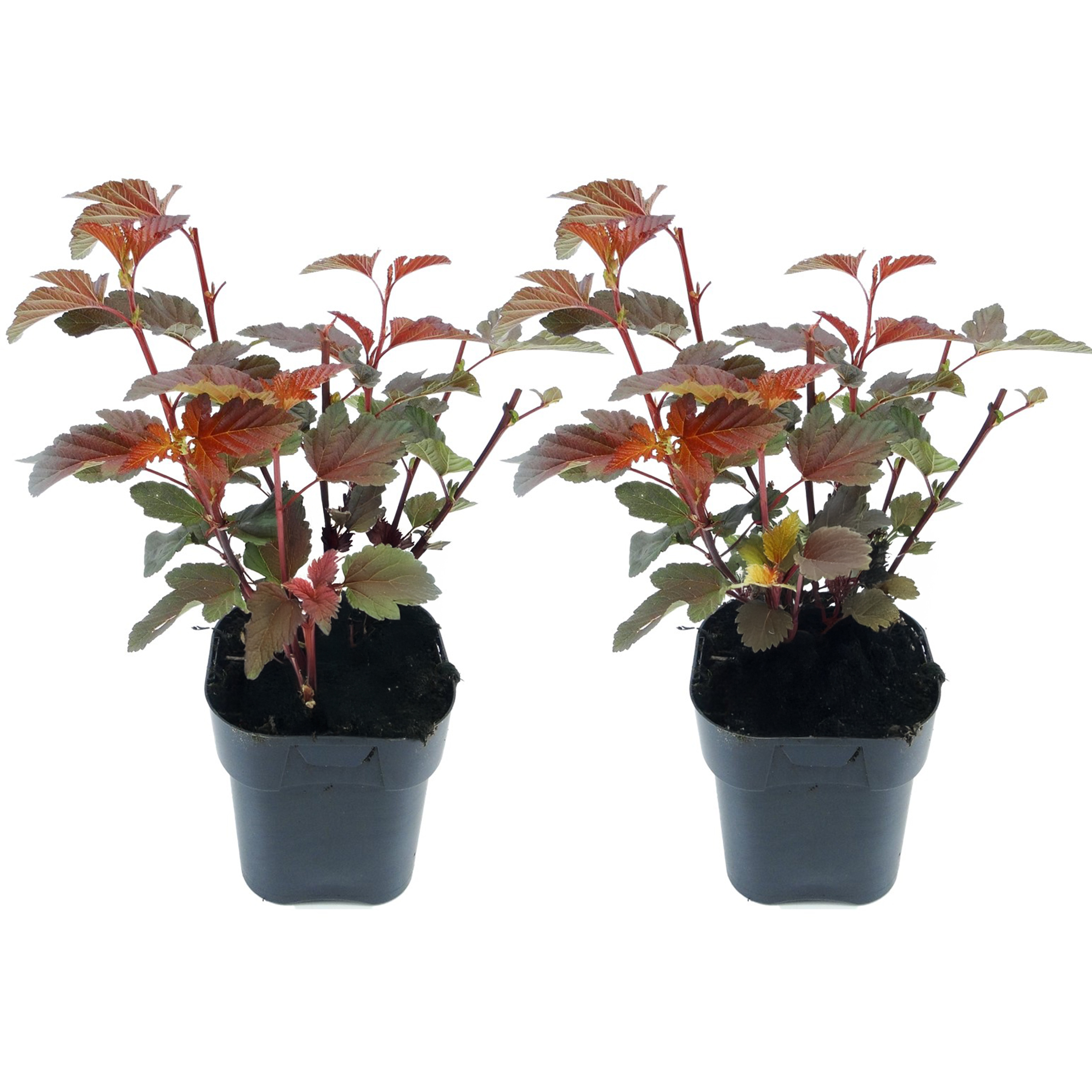 Blaasspirea - Set van 2 - Physocarpus'Lady in Red'- Hoogte 30-40cm -⌀17cm afbeelding
