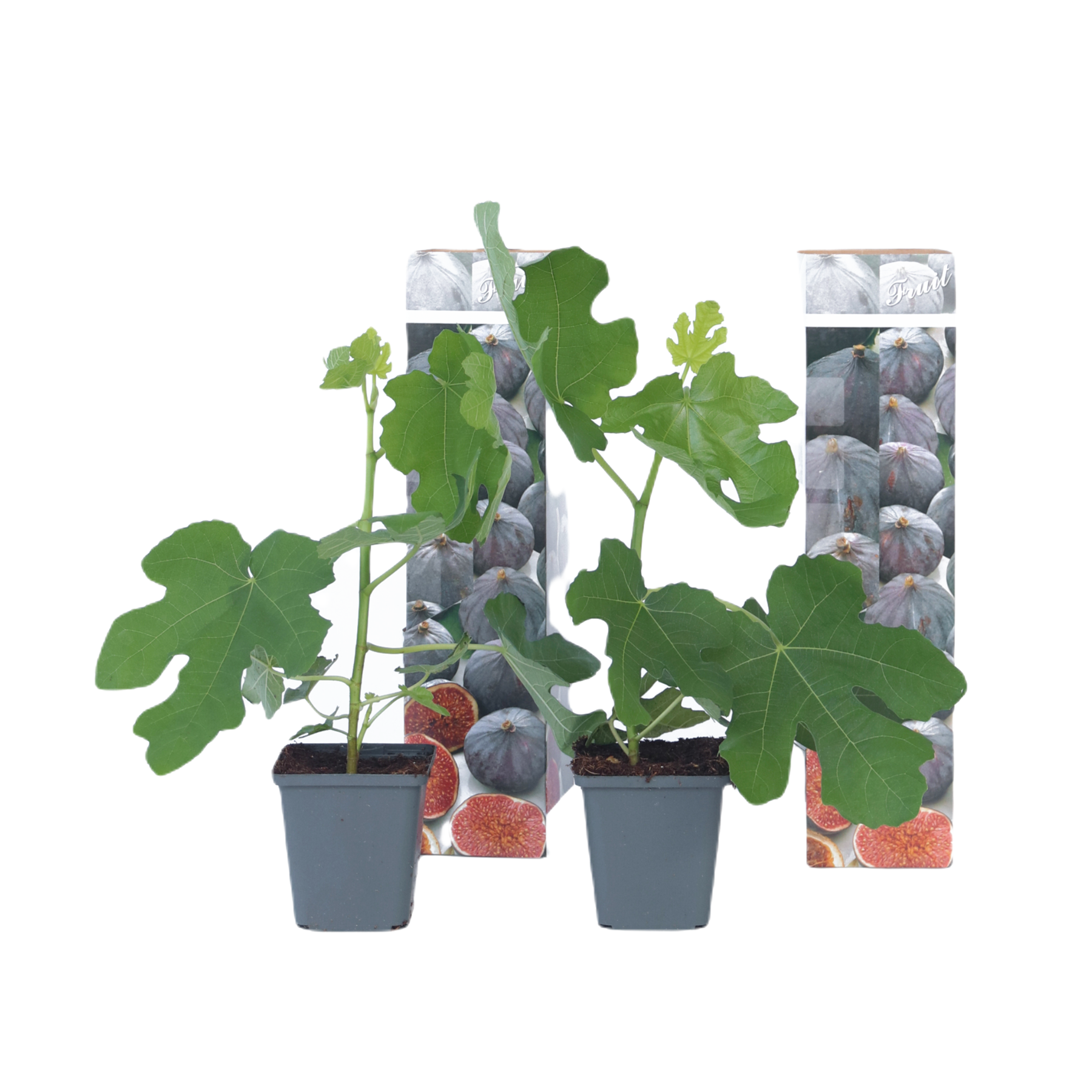 Vijgenboom - Set van 2 - Ficus carica'Brown Turkey'- Hoogte 25-40cm -⌀9cm afbeelding