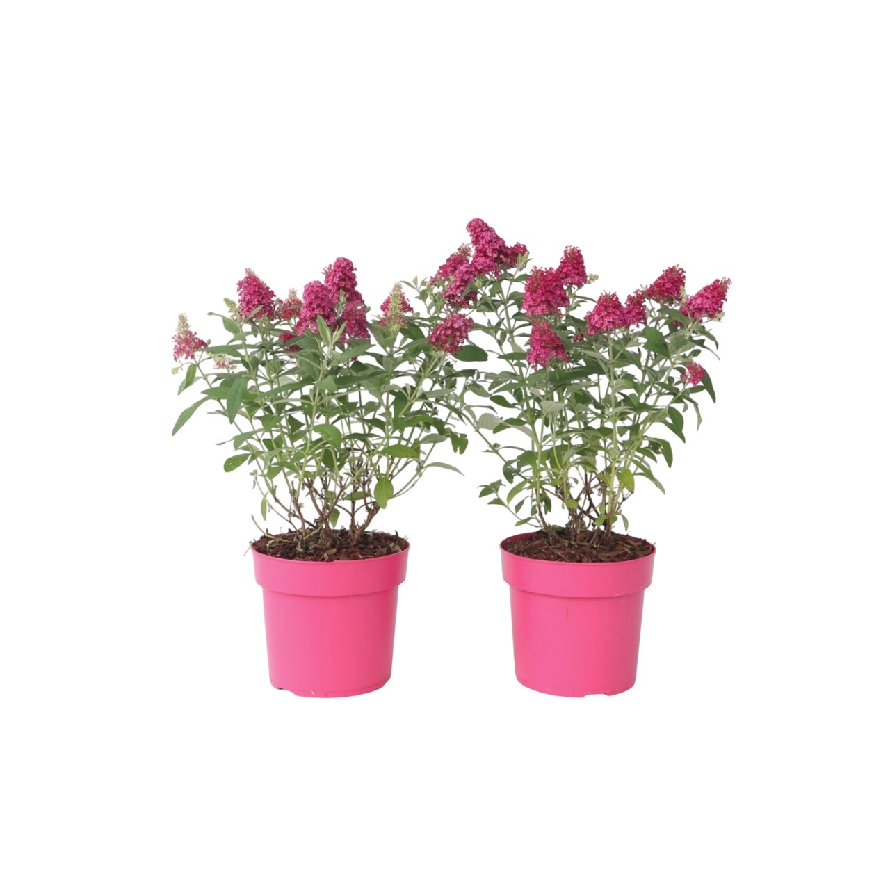 Vlinderstruik - Set van 2 - Buddleja davidii'Candy'- Hoogte 30-40cm -⌀19cm afbeelding