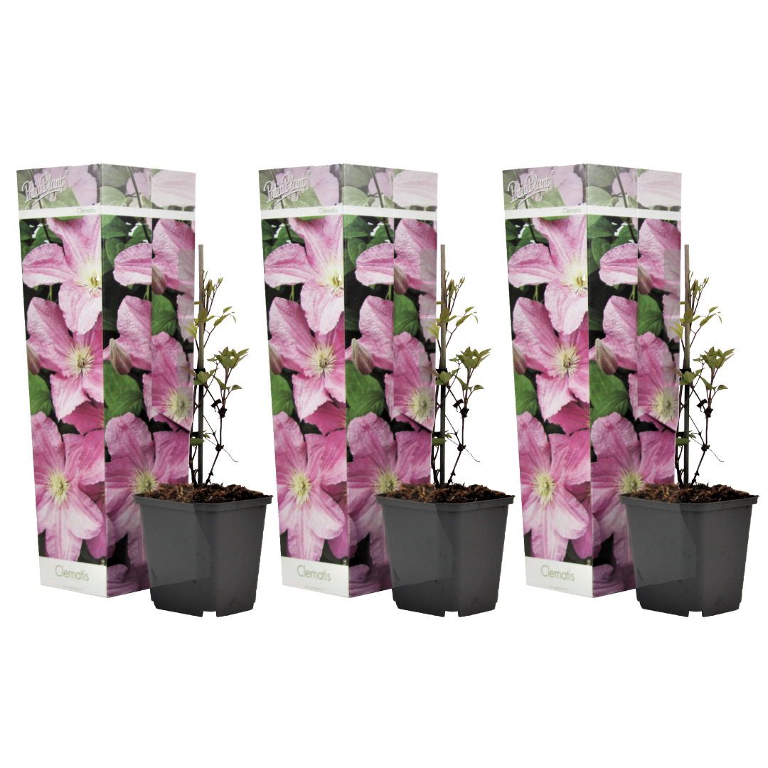 Bosrank - Set van 3 - Clematis'Hagley Hybrid'- Hoogte 25-40cm -⌀9cm afbeelding
