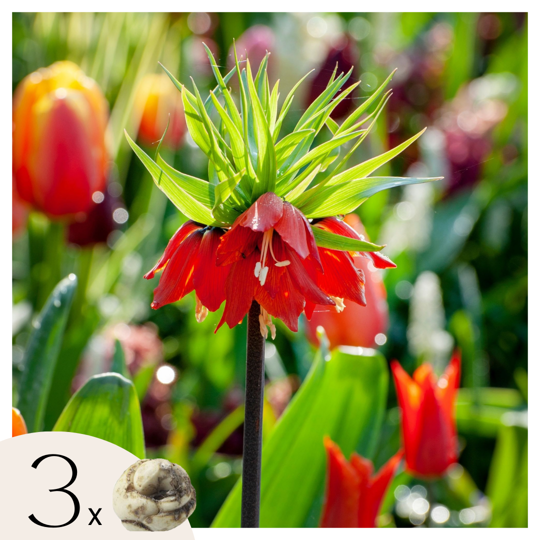 Rode keizerskroon - Set van 3 - Fritillaria rubra - Bloembollen - Oranje afbeelding