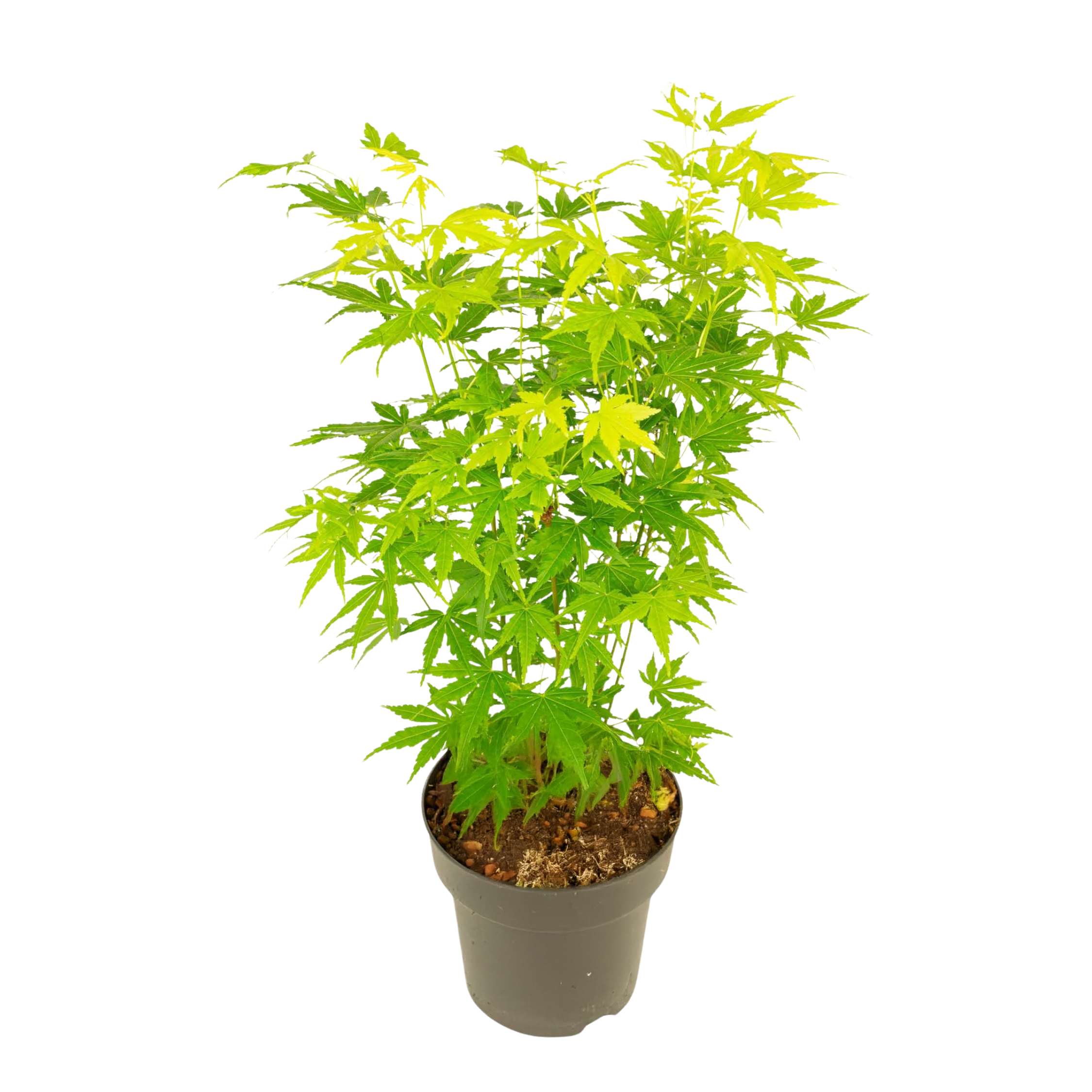 Japanse Esdoorn - Acer palmatum'Going Green'- Hoogte 35-55cm -⌀15cm afbeelding