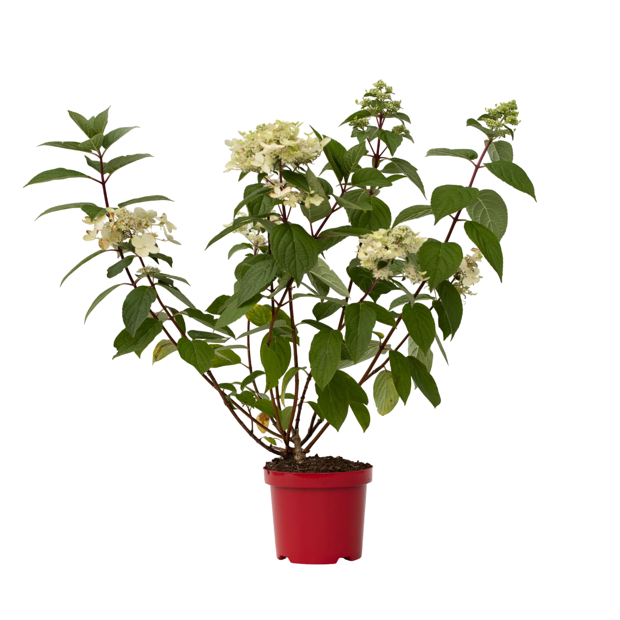 Pluimhortensia - Hydrangea paniculata'Wim's Red'- Hoogte 25-40cm -⌀19cm afbeelding