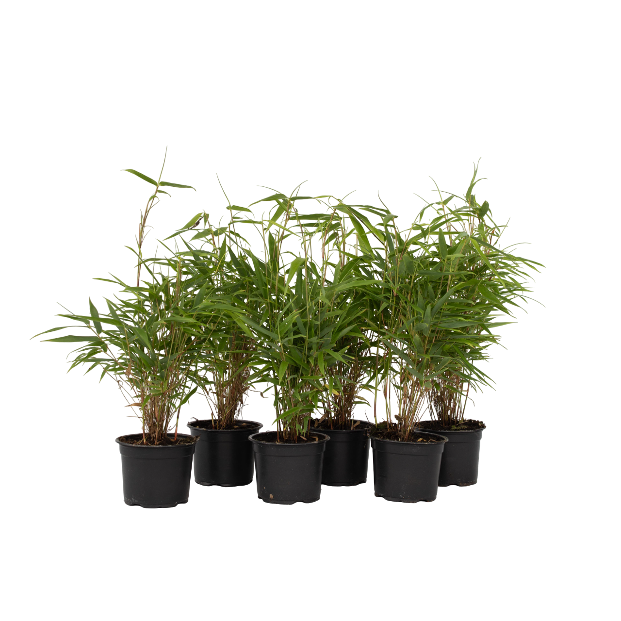 Bamboe - Set van 6 - Fargesia rufa - Hoogte 25-40cm -⌀13cm afbeelding
