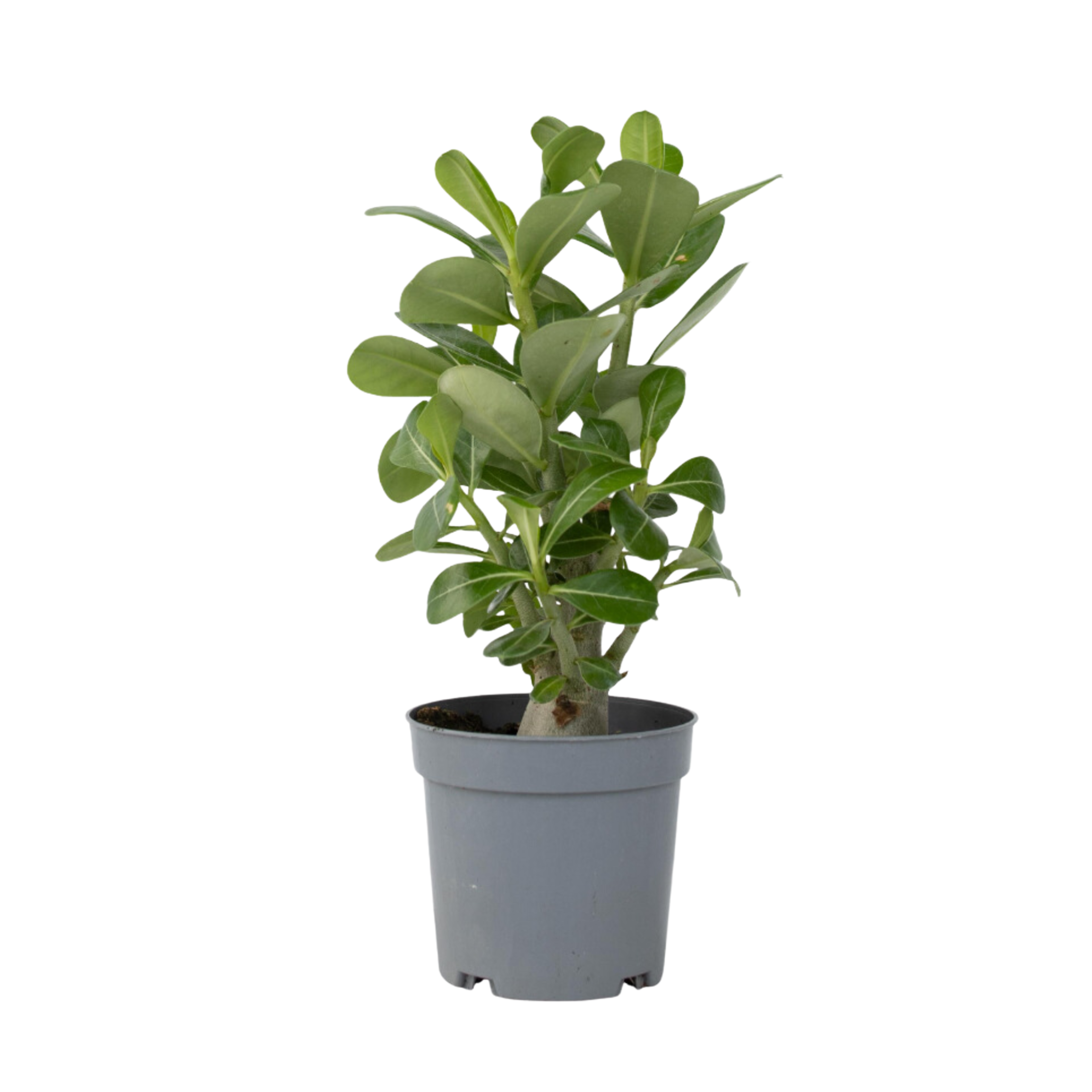 Woestijnroos - Adenium obesum - Hoogte 25-40cm -⌀10,5cm afbeelding