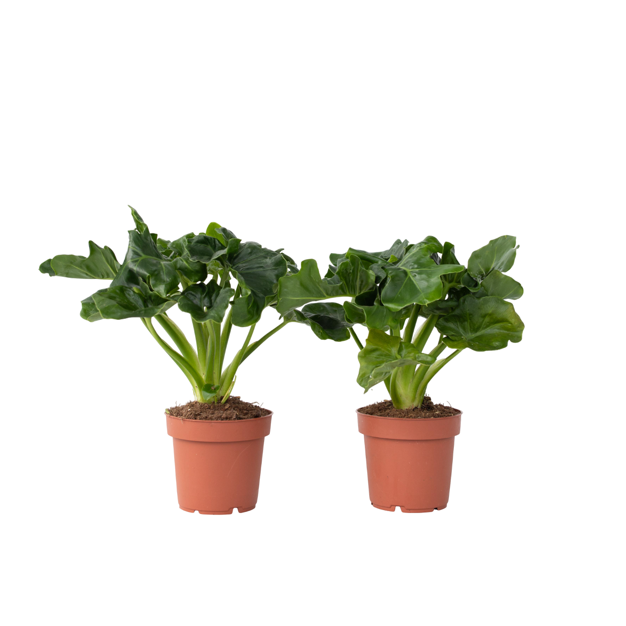 Philodendron - Set van 2 - Thaumatophyllum - Hoogte 30-40cm -⌀12cm afbeelding