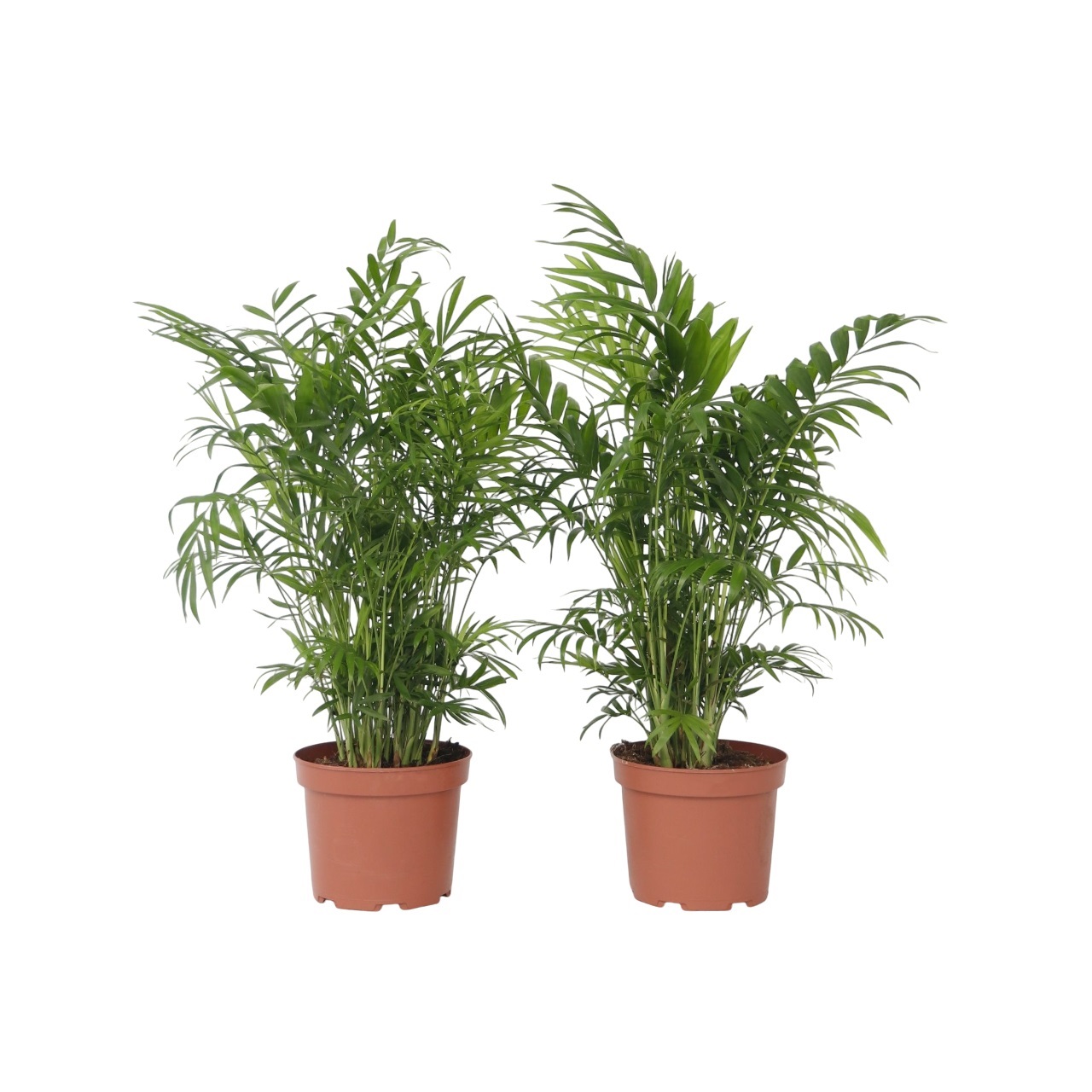 Dwergpalm - Set van 2 - Chamaedorea elegans - Hoogte 50-60cm -⌀17cm afbeelding