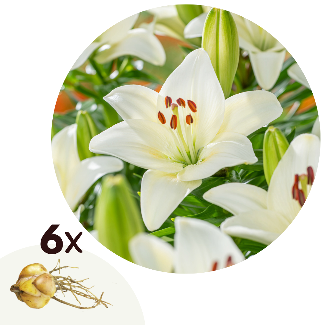 Lelie - Set van 6 - Lilium asiatic'Happy Ice'- Wortelstokken - Wit afbeelding