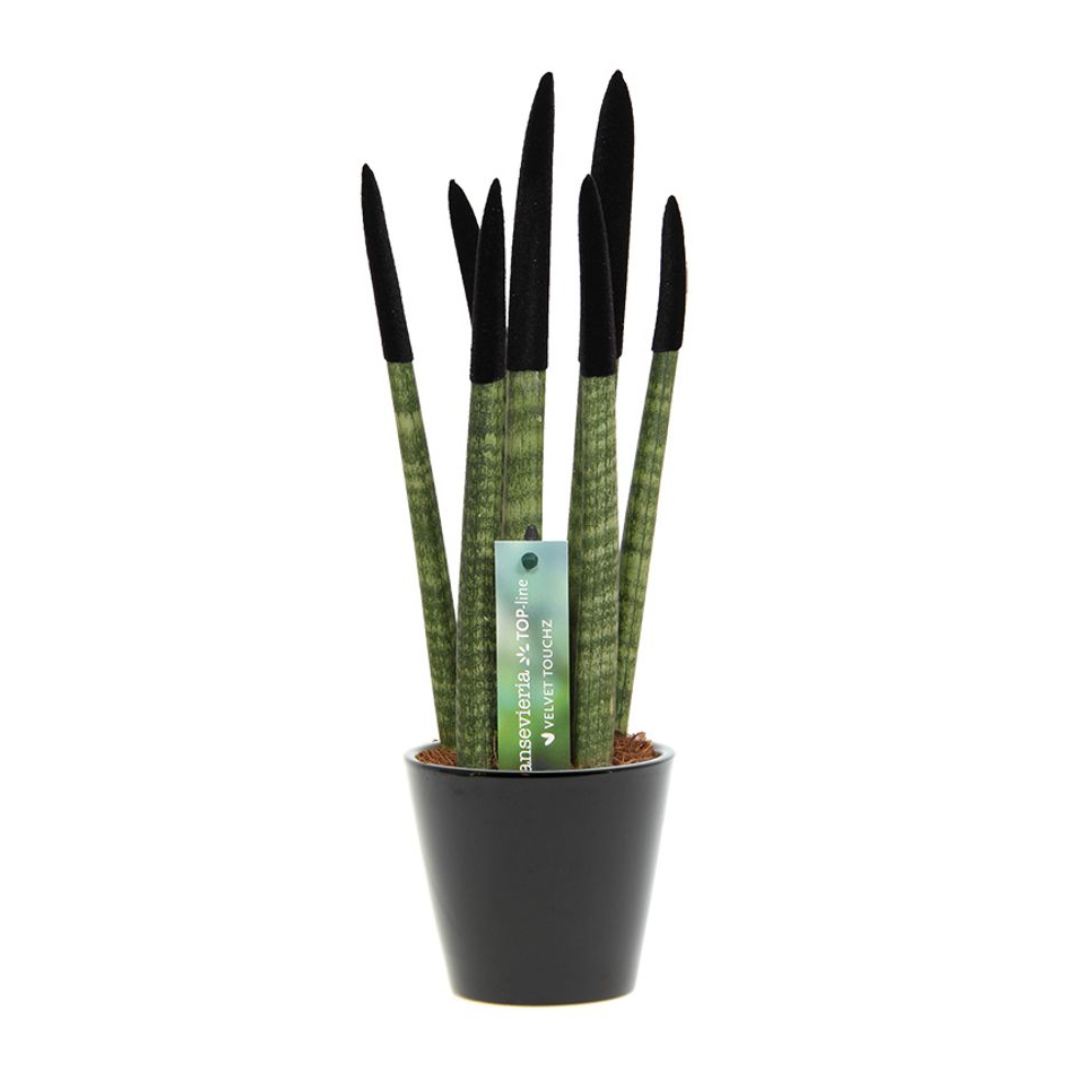 Vrouwentong - Sansevieria cylindrica - Hoogte 20-40cm -⌀9cm afbeelding