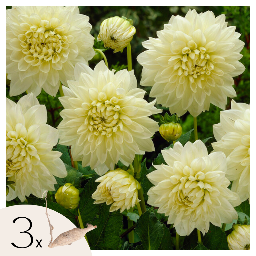 Dahliaknollen - Set van 3 - Dahlia'White Perfection'- Wit afbeelding