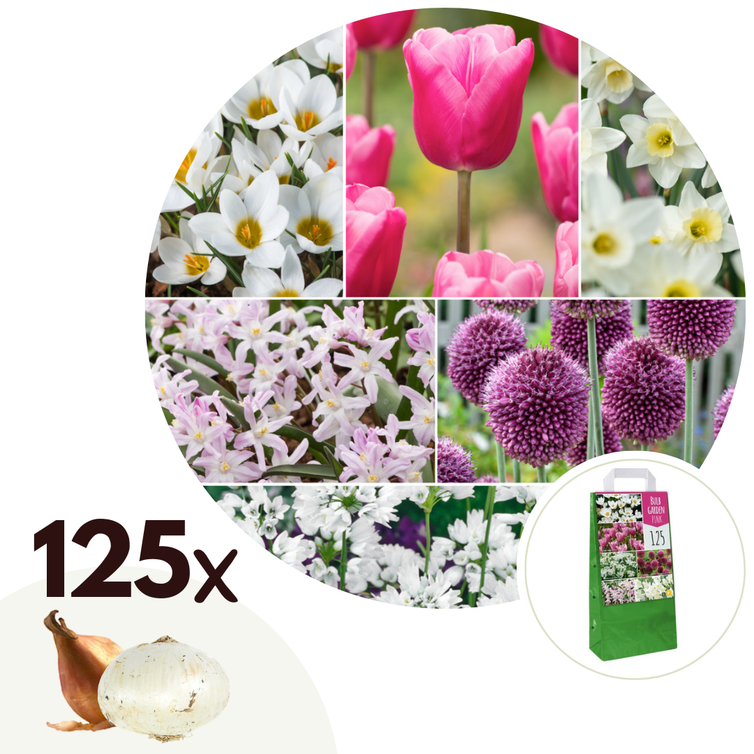 Mix bloembollen - Set van 125 - Allium, Narcissus, Muscari, Tulipa - Paars afbeelding