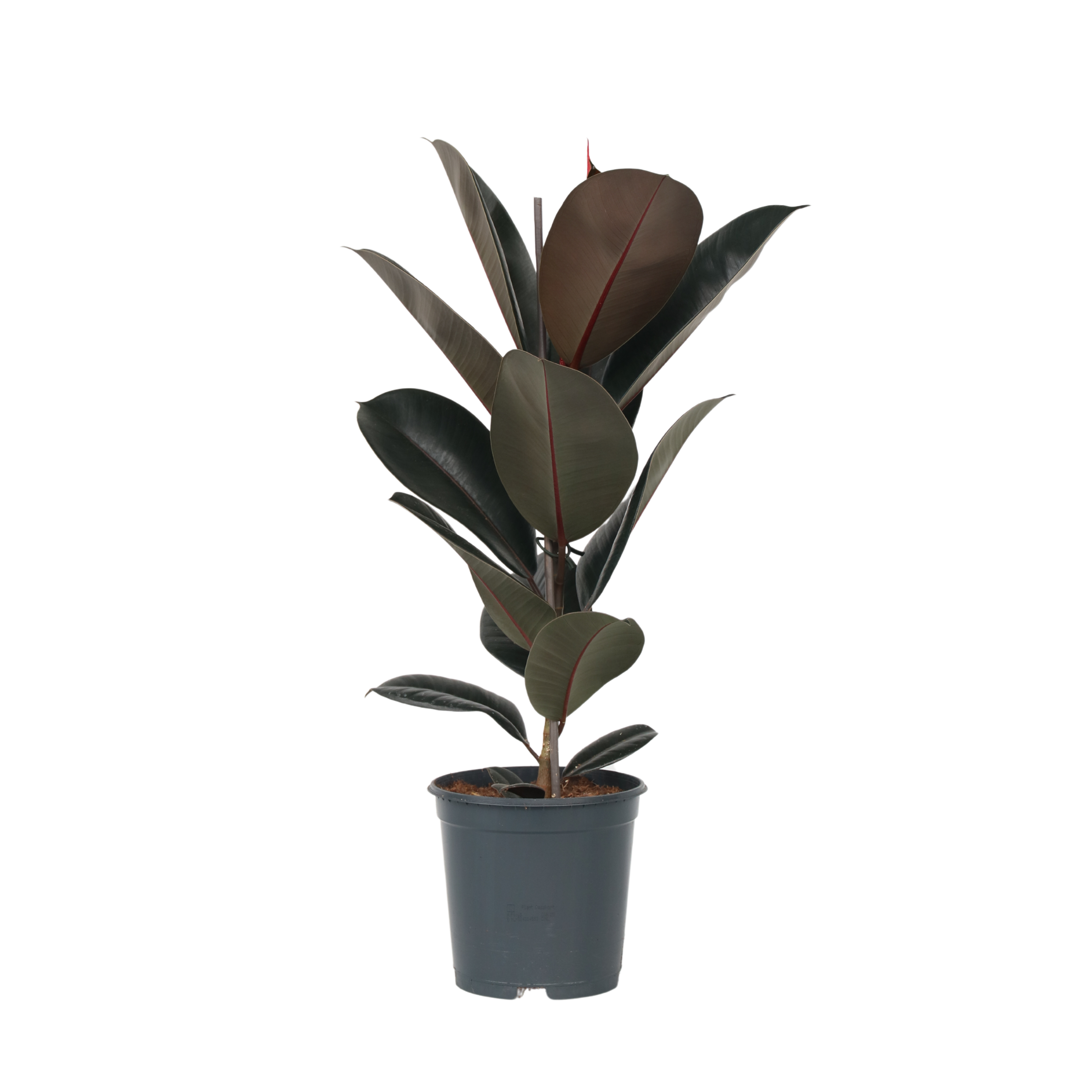 Rubberplant - Ficus Elastica'Abidjan'- Hoogte 75-100cm -⌀24cm afbeelding