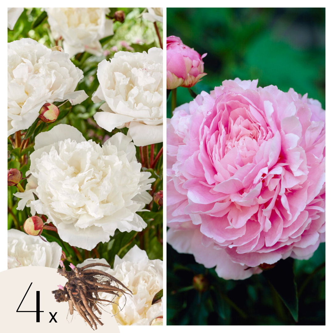 Pioenen - Set van 4 - Paeonia - Wortelstokken - Roze afbeelding