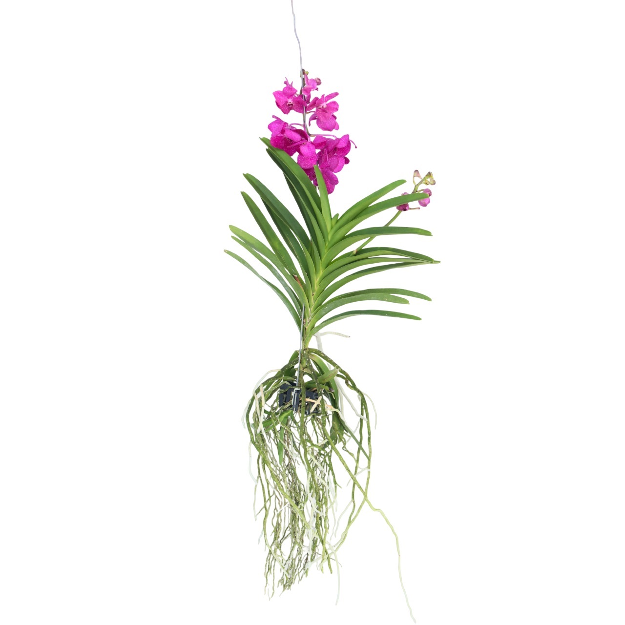 Cerice Orchidee - Vanda'Tayanee Cerise'- Hoogte 55-65cm afbeelding