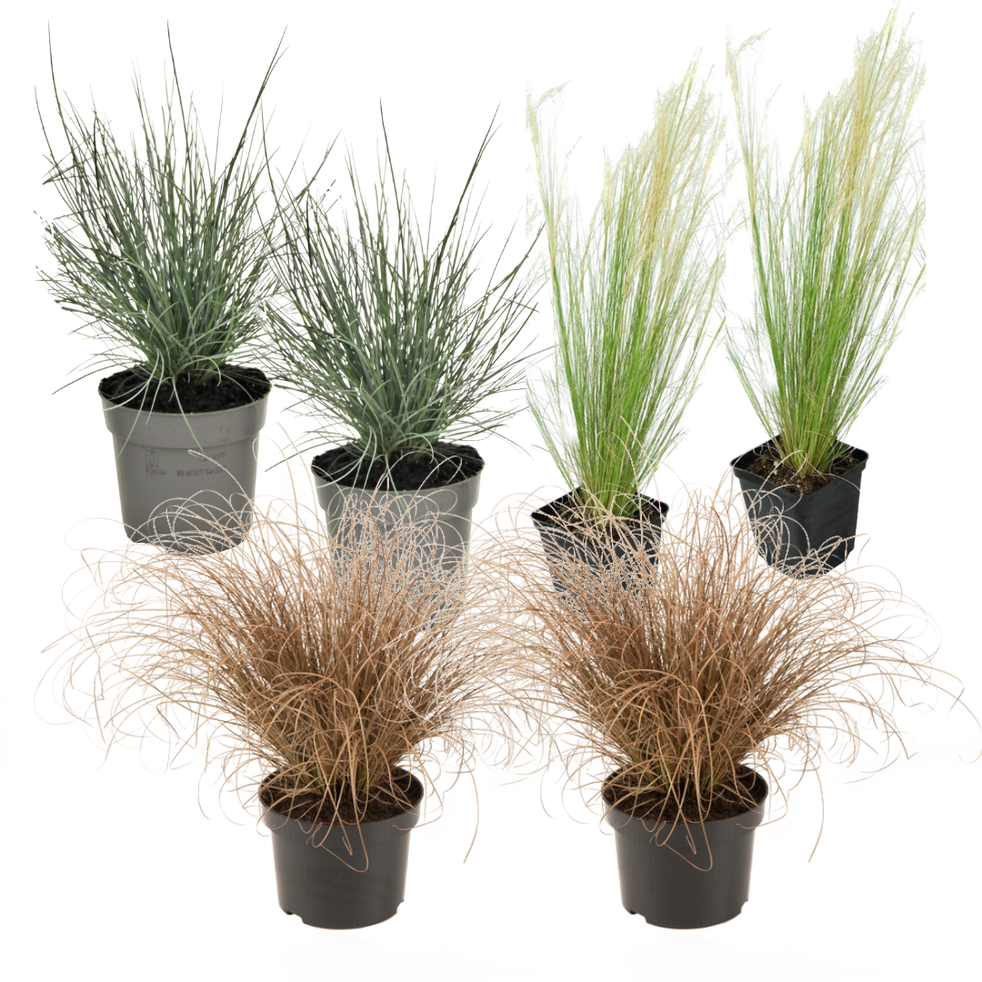 Siergrassen - Set van 6 - Stipa, Festuca, Carex - Hoogte 15-25cm -⌀10,5cm afbeelding
