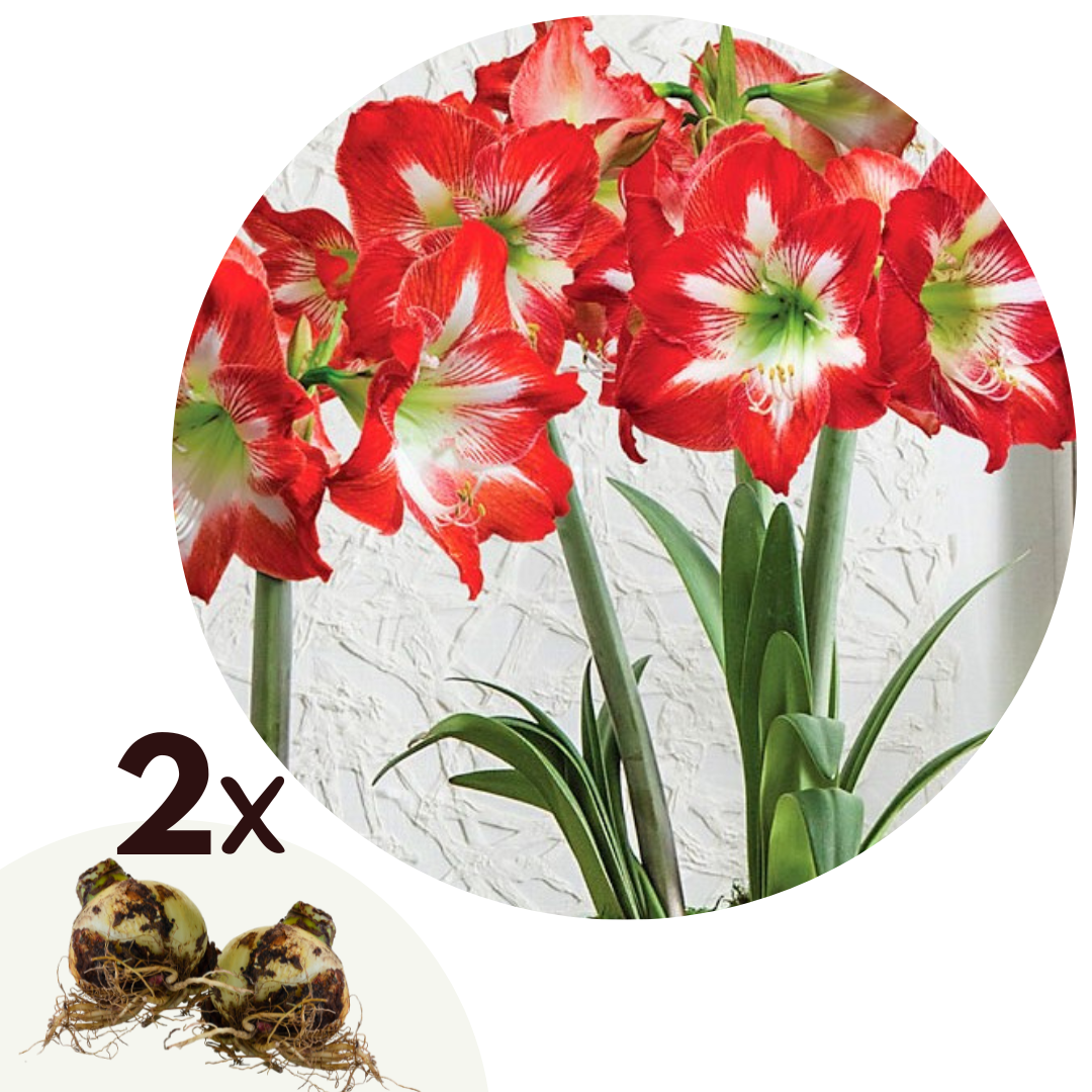 Amaryllis - Set van 2 - Hippeastrum - Bloembol - Rood afbeelding