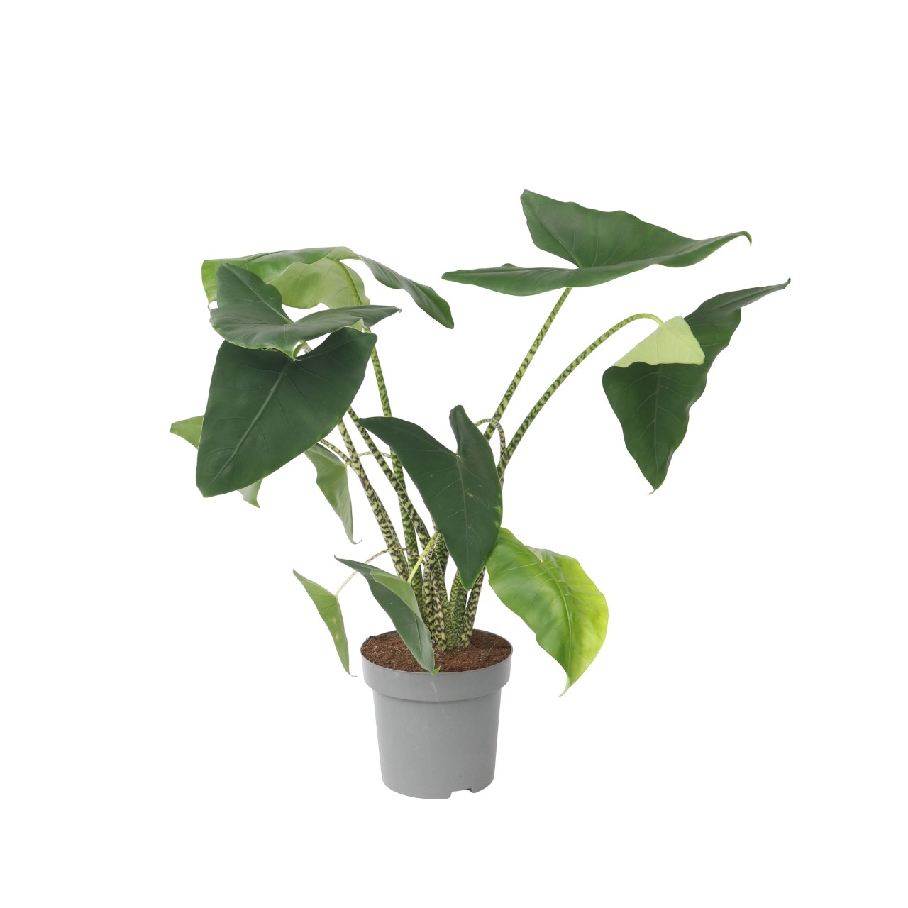 Olifantsoor - Alocasia'Zebrina'- Hoogte 140-150cm -⌀32cm afbeelding