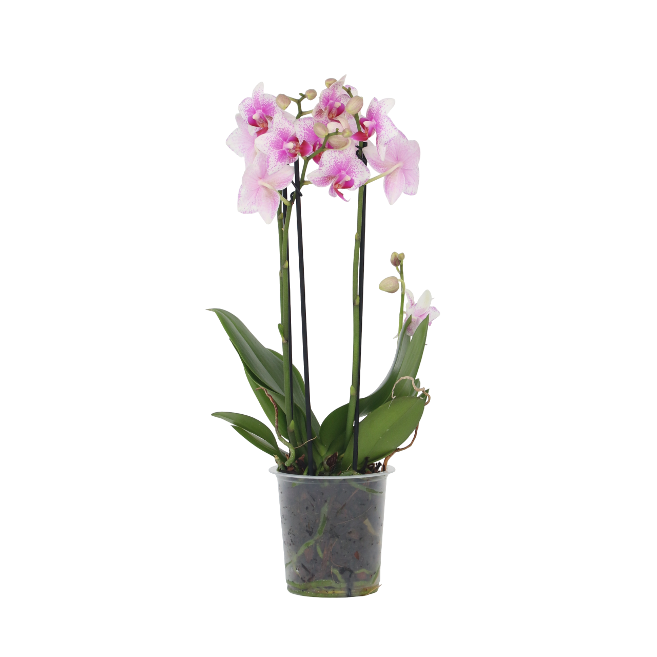 Orchidee roze - Phalaenopsis Multiflora - Hoogte 35-45cm -⌀12cm afbeelding