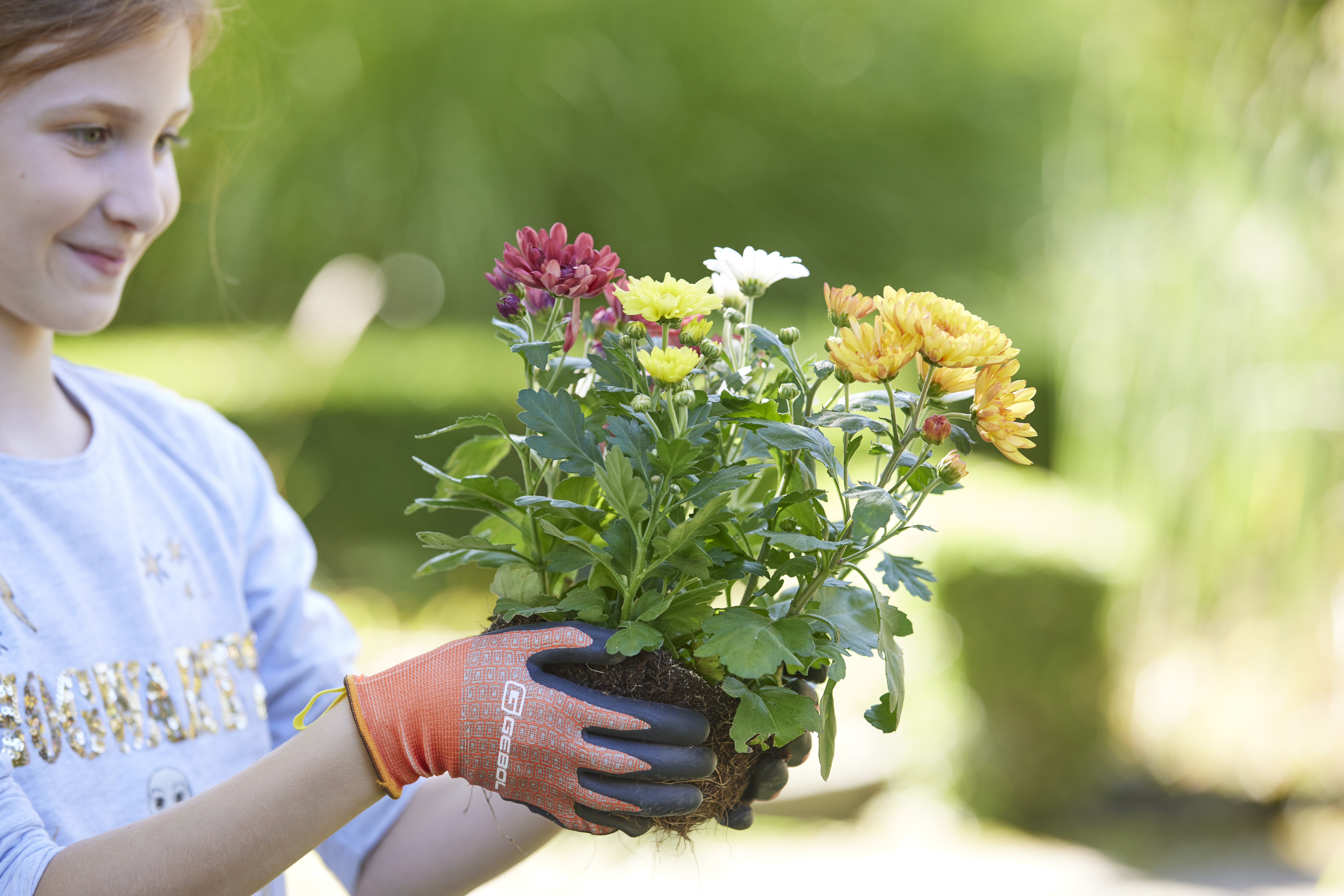 <font color="#74b242">Bellis