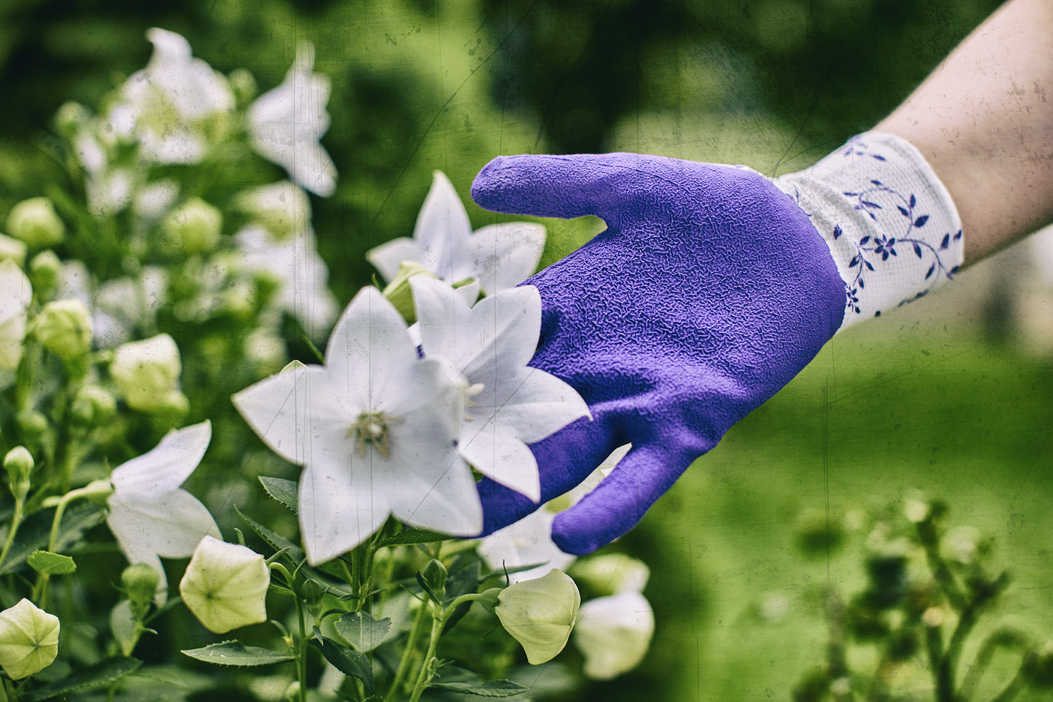 Flower Lila