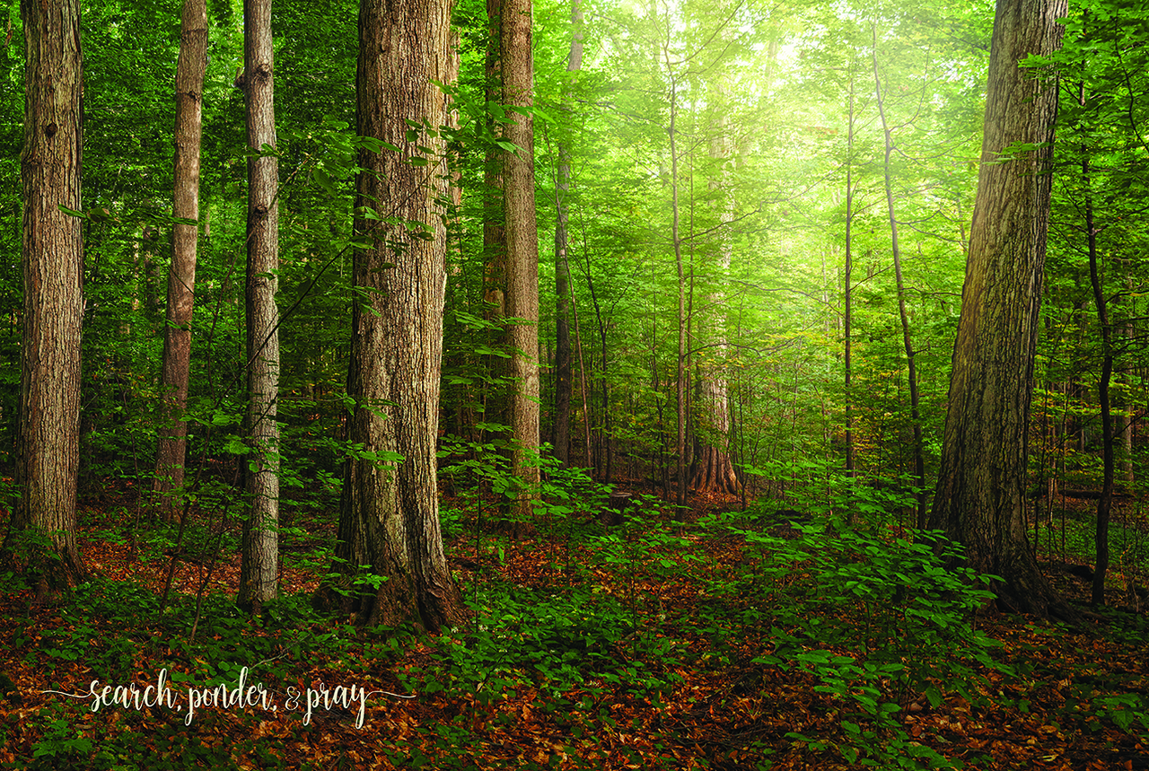 Sacred Grove Repositionable Poster, , large image number 0