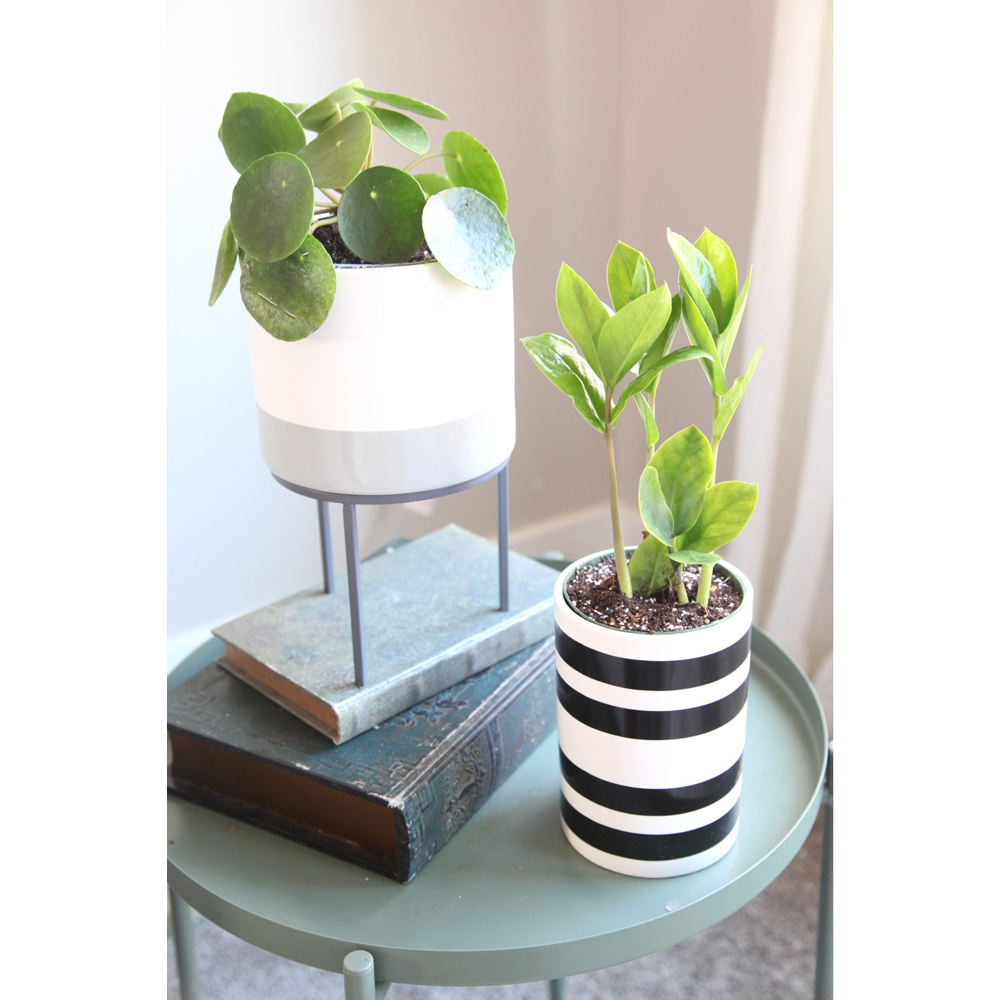 Plant Stand, , large image number 4