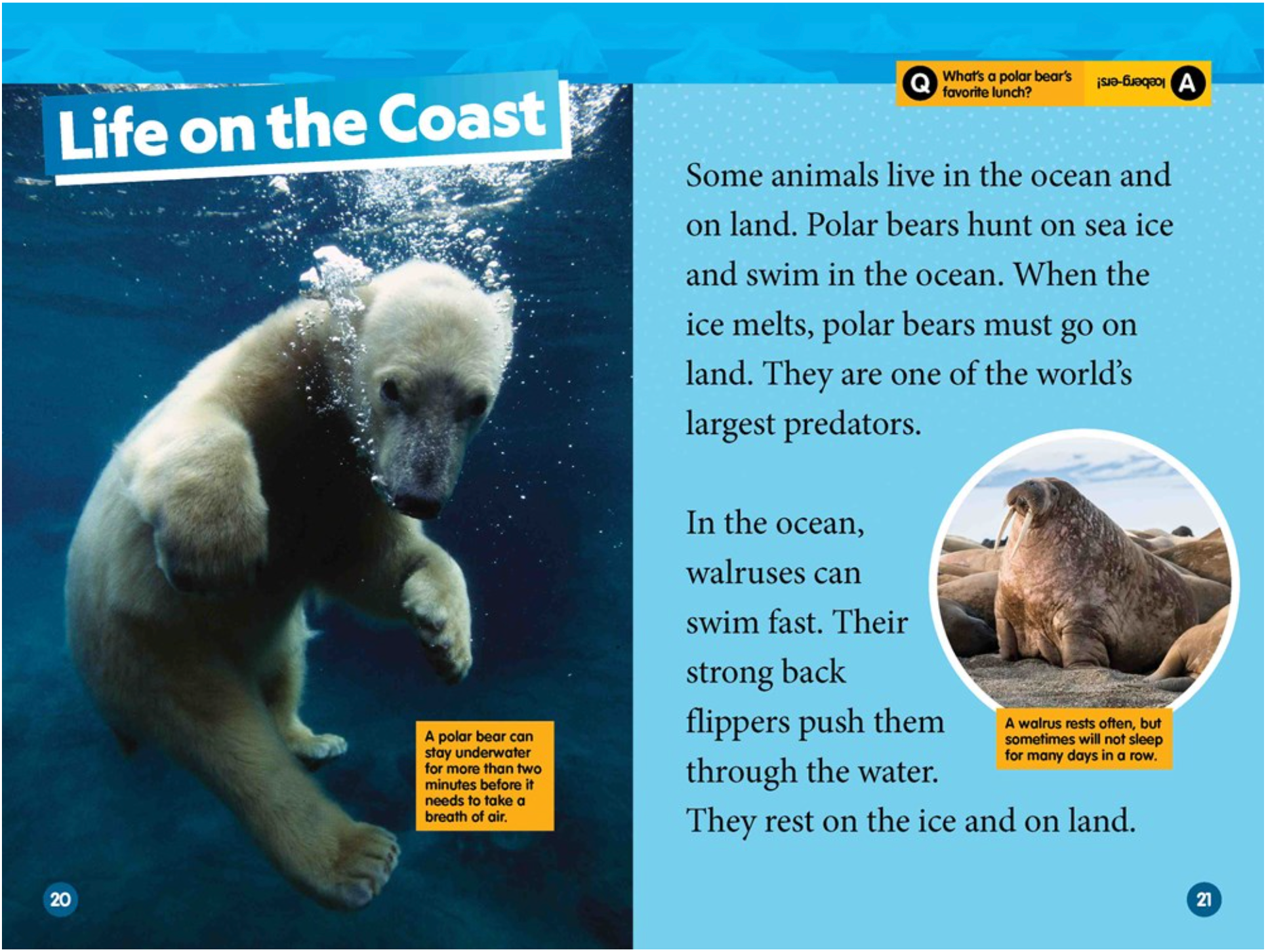 Arctic Animals, , large image number 1