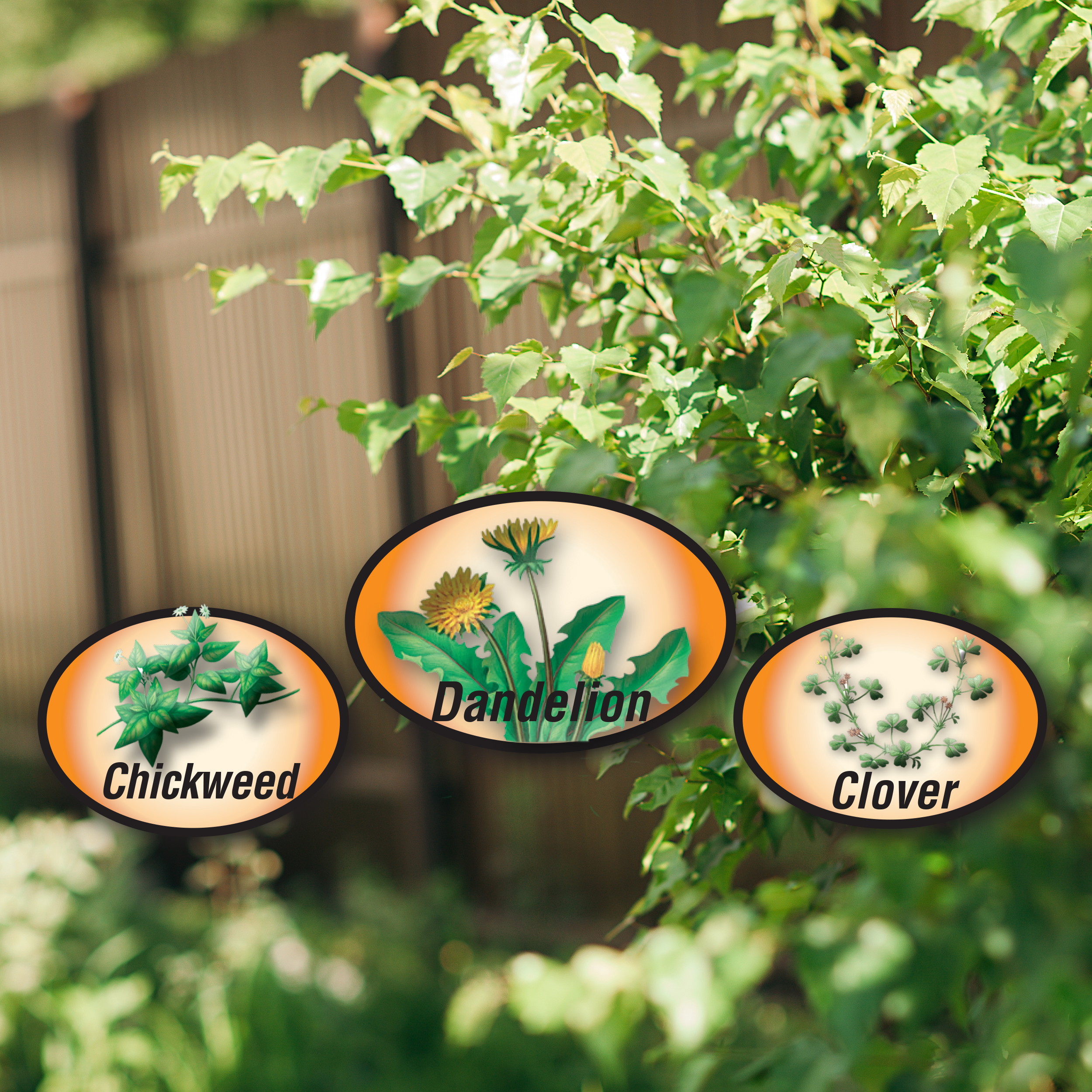 DuraTurf Weed & Feed