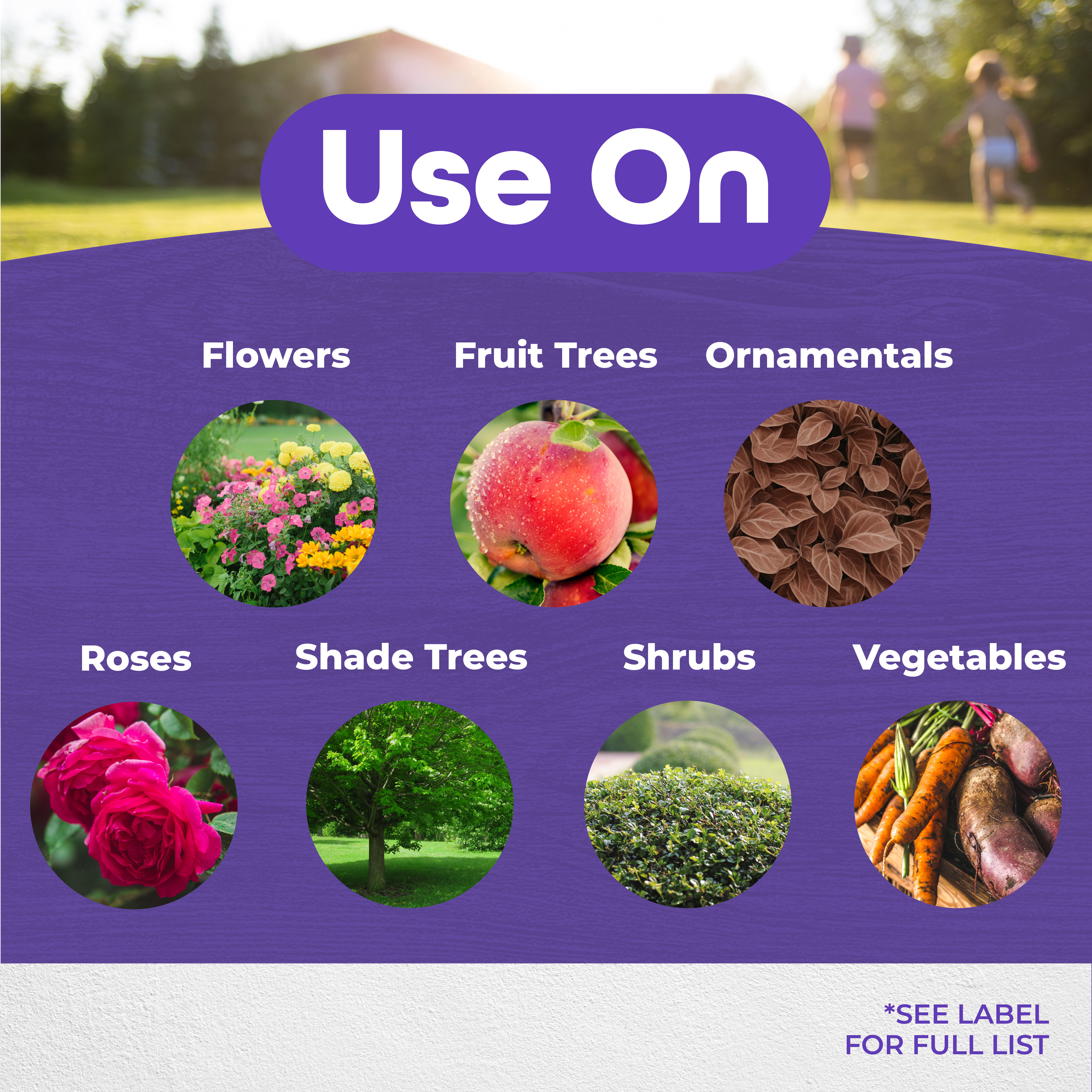 All Seasons Horticultural Oil Ready-to-Spray