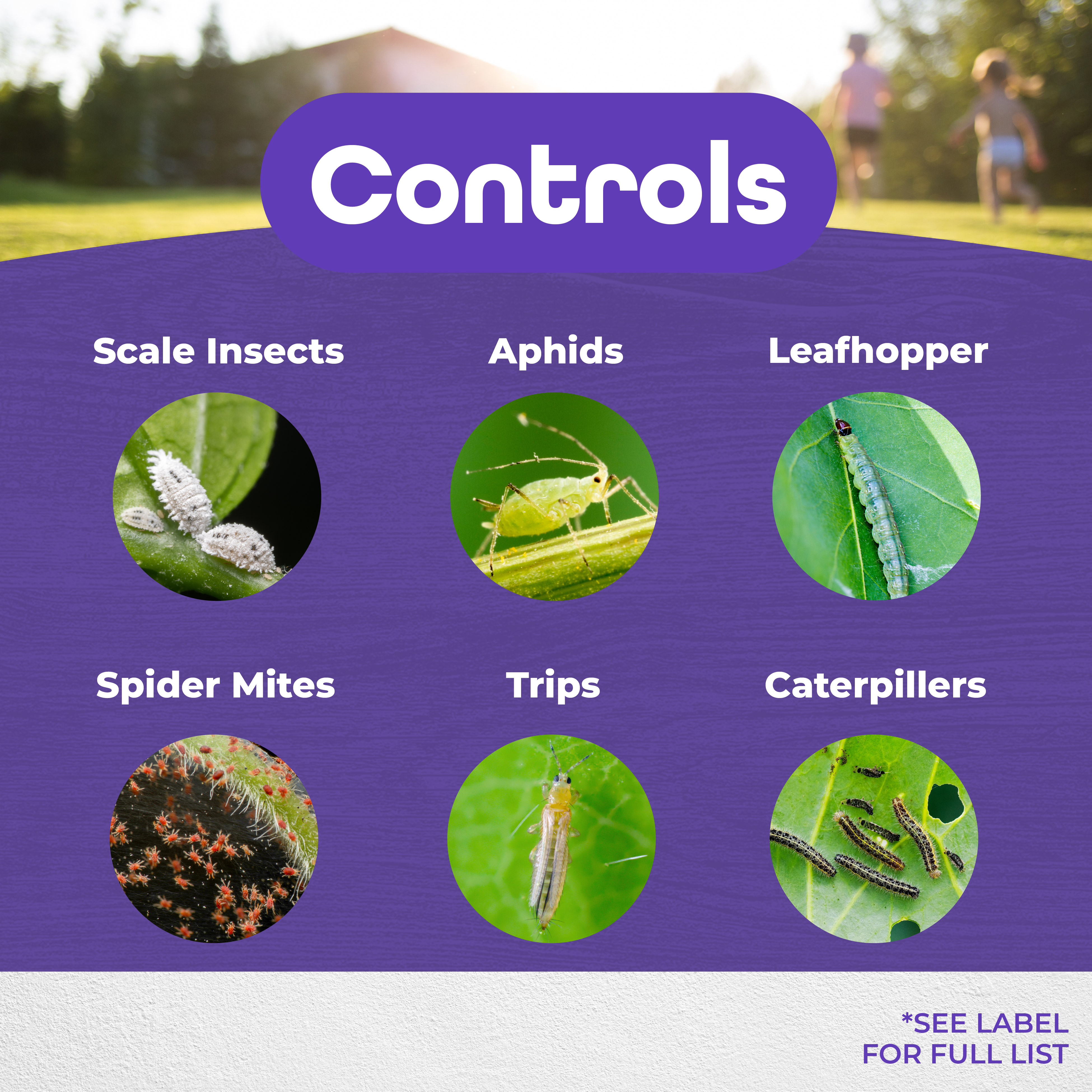 All Seasons Horticultural Oil Ready-to-Spray