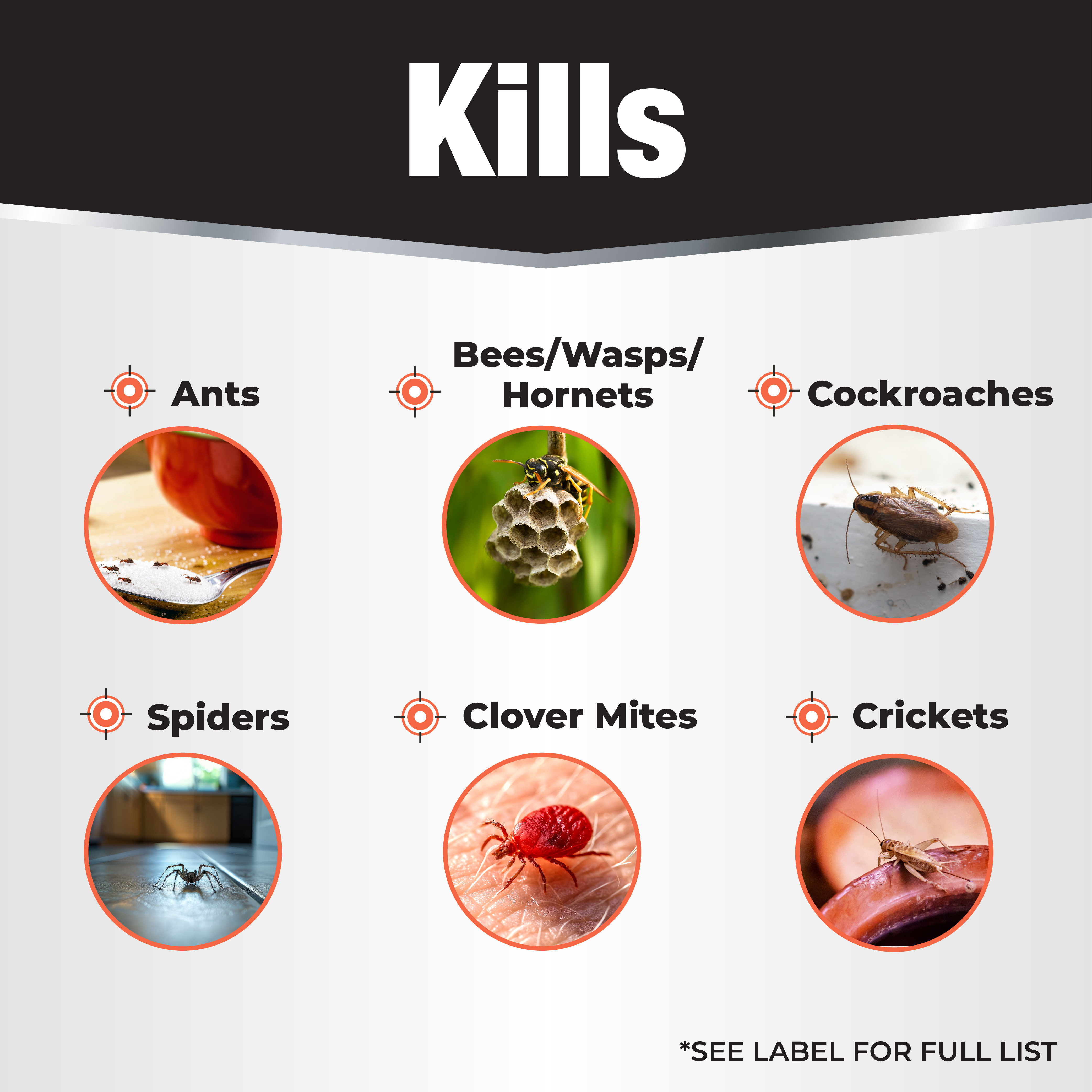 Revenge Spider & Ground Bee Killer