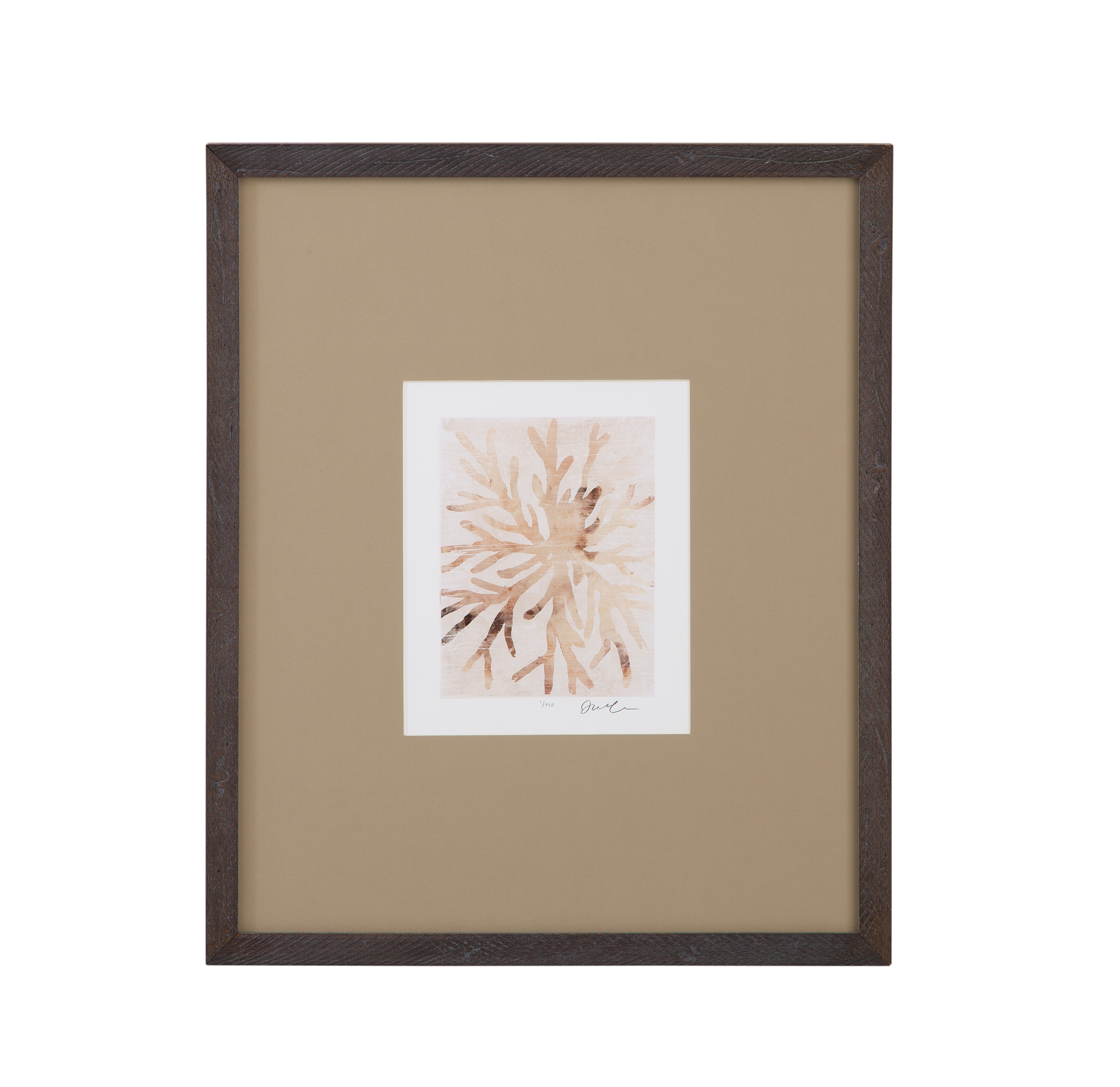 Parchment Coral II Framed Print