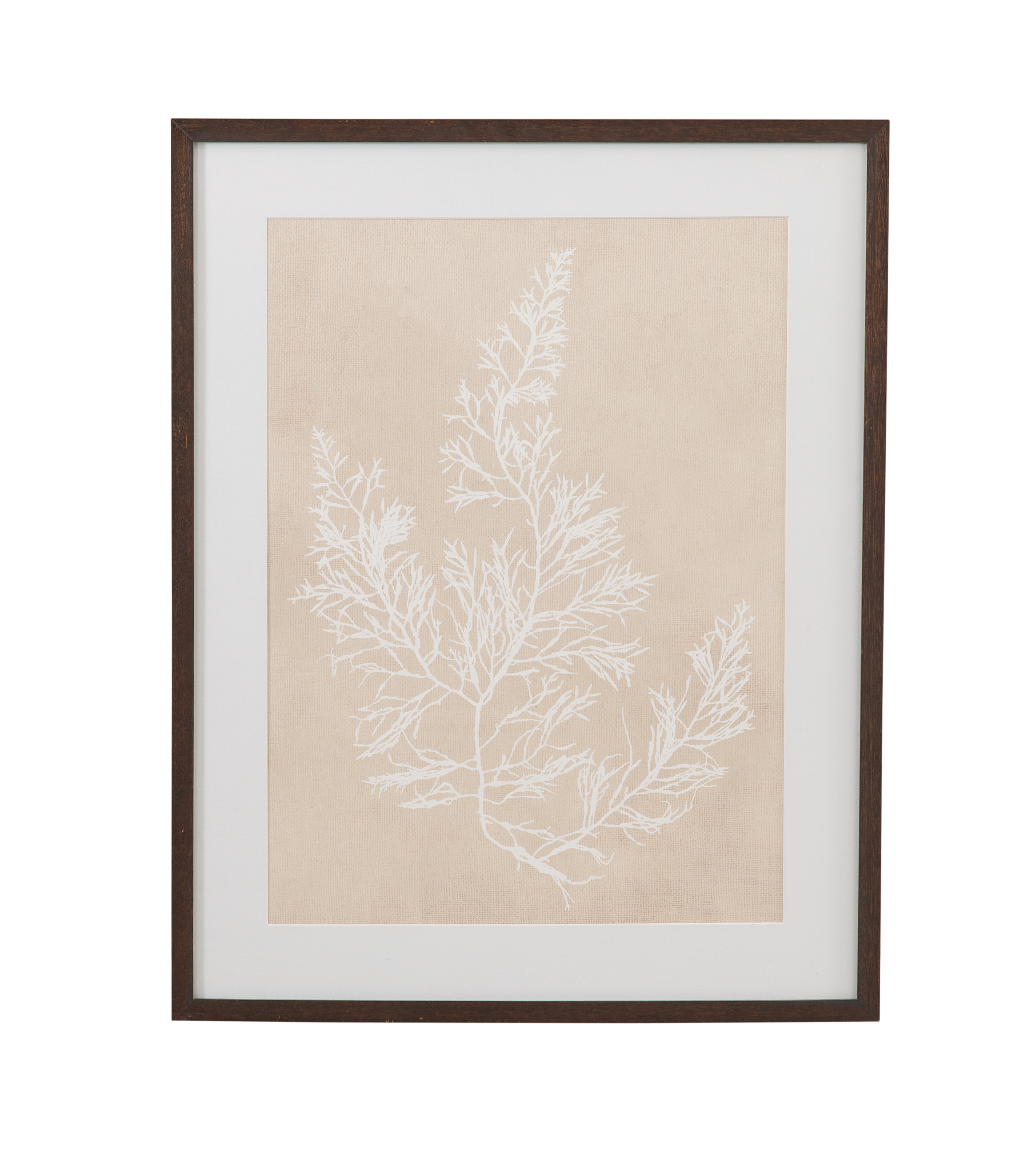 Cystoseira Faeniculacea Framed Print