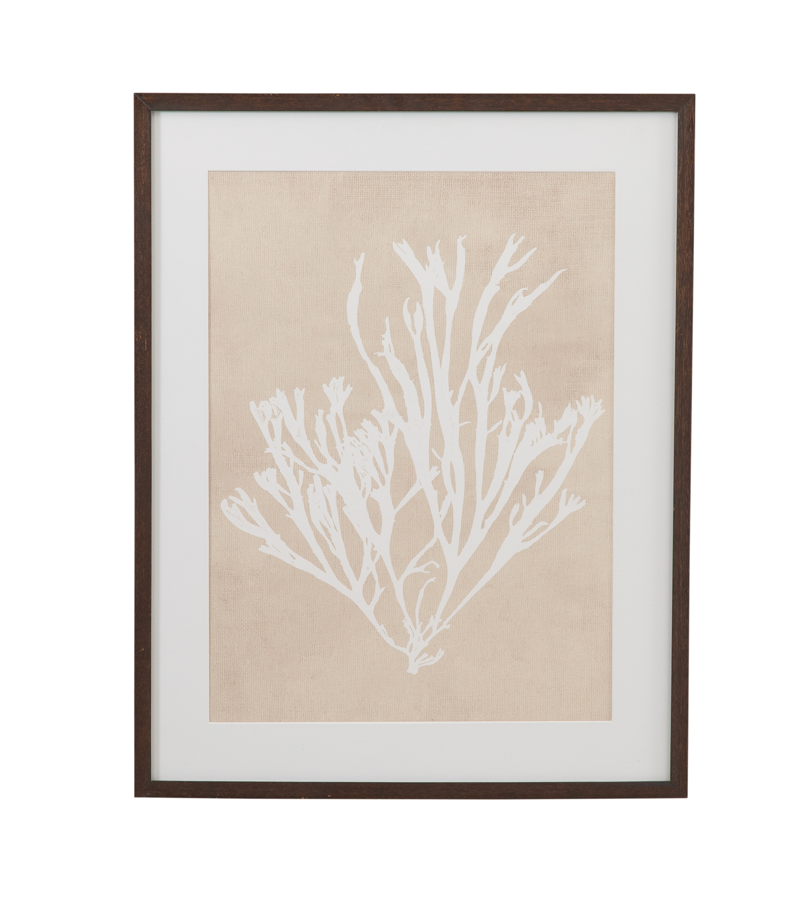 Gracilaria Multipartita Framed Print