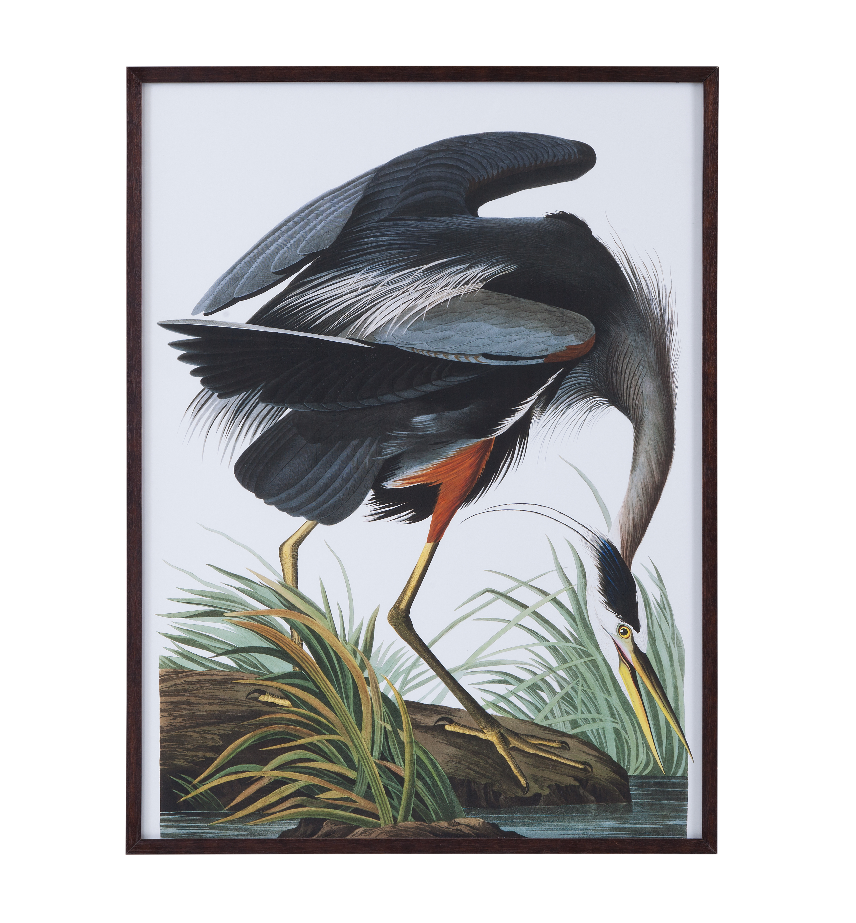 Audubon Great Blue Heron Framed Print