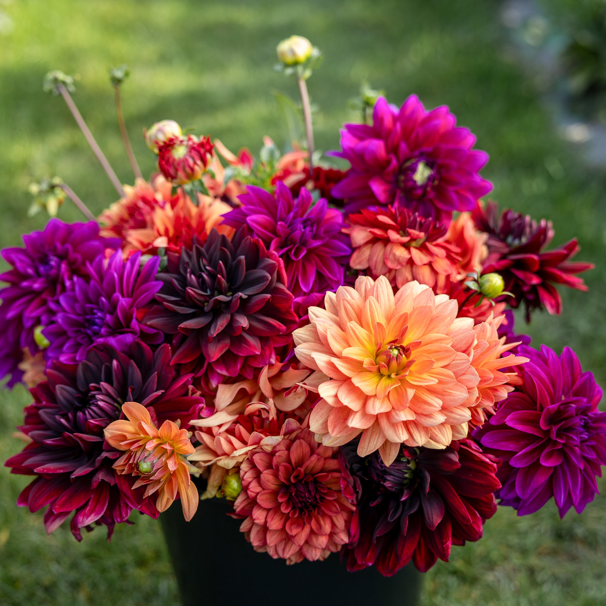Dahliamix 'Amber'