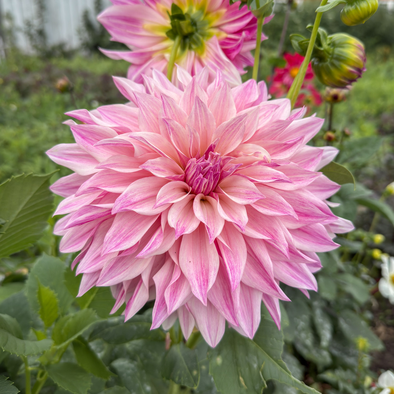 Dahlia 'Cafe au Lait Royal'