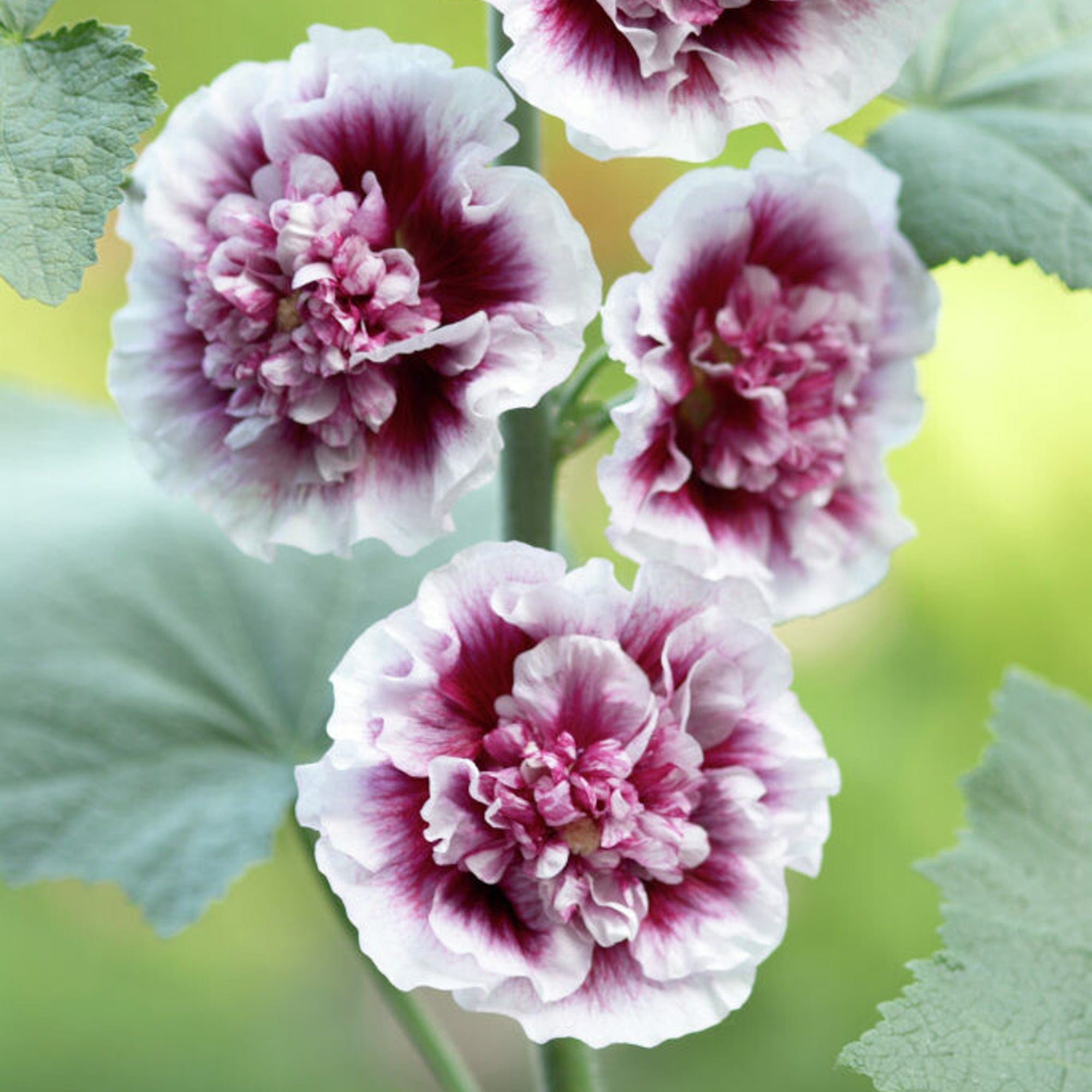 Stokrose 'Creme de Cassis'