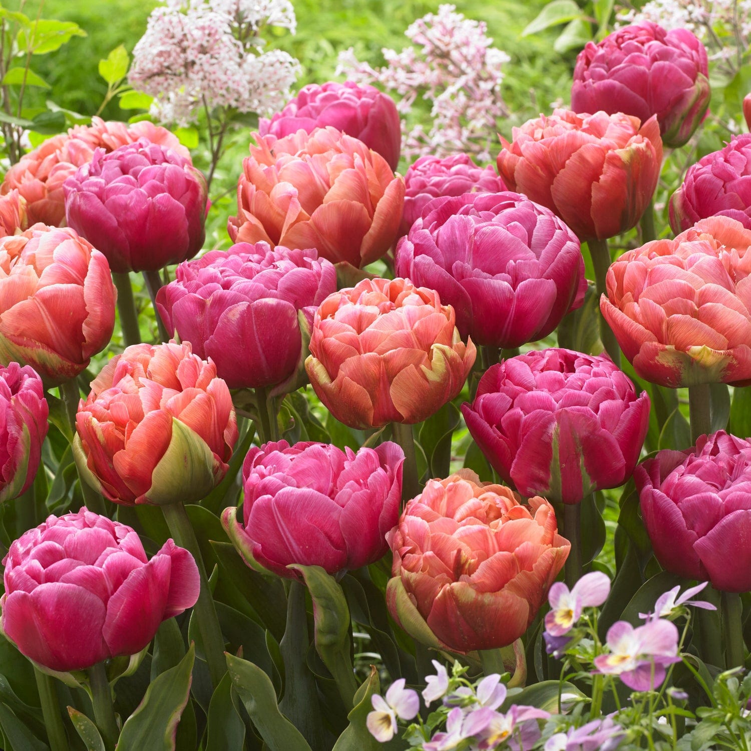 Tulipanblanding 'Pink Champagne'