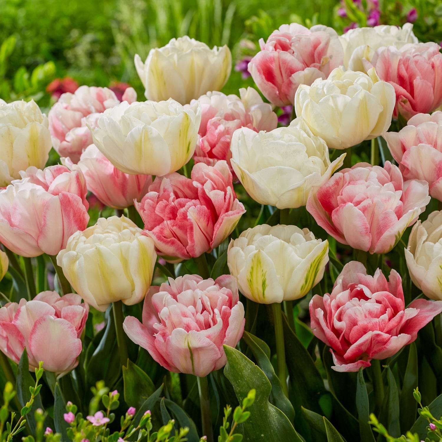Tulipanblanding 'Foxtrot Heights'